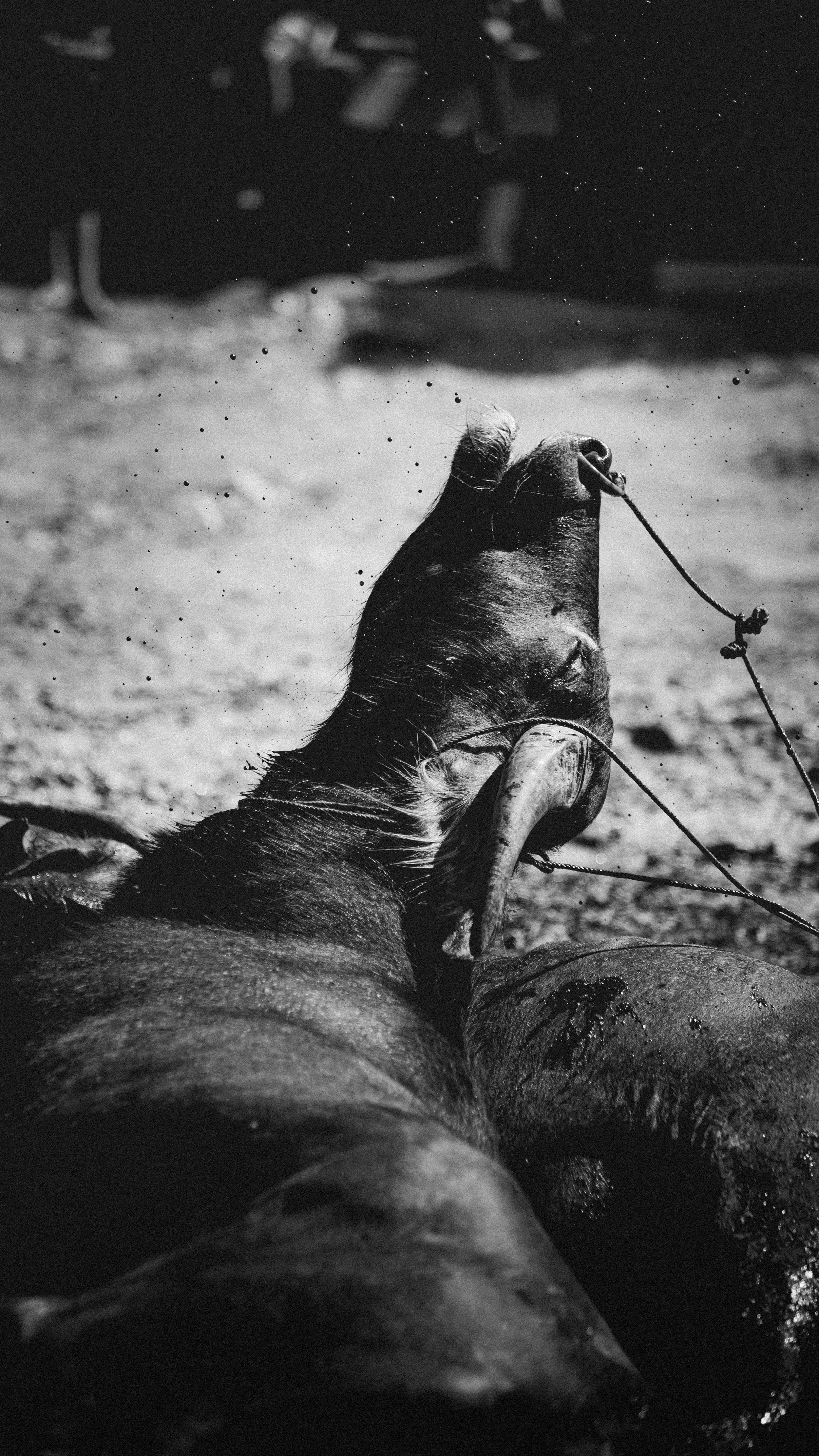 TORAJA PEOPLE - original docu-series