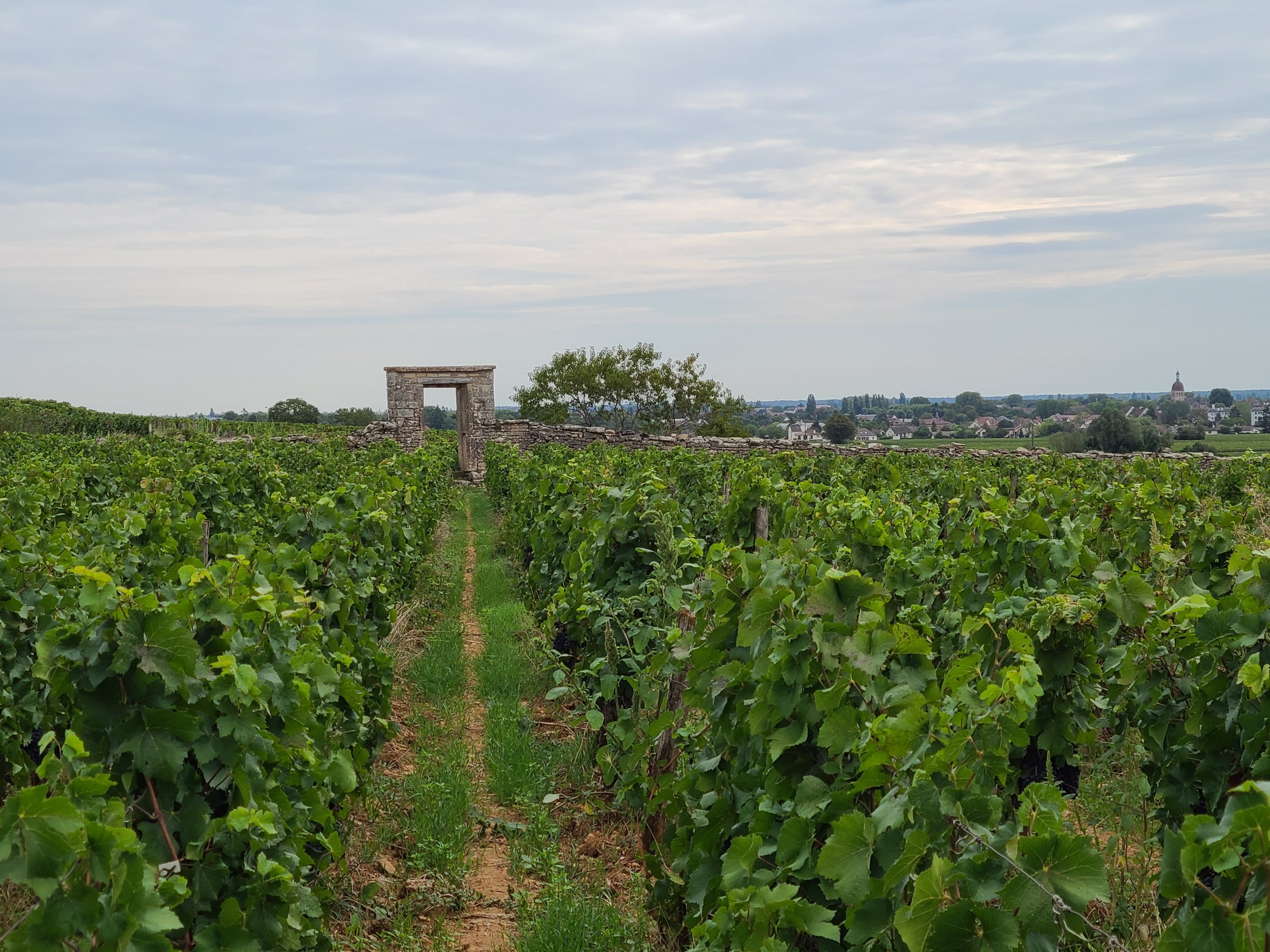 clos BCH vue sur Beaune.jpg