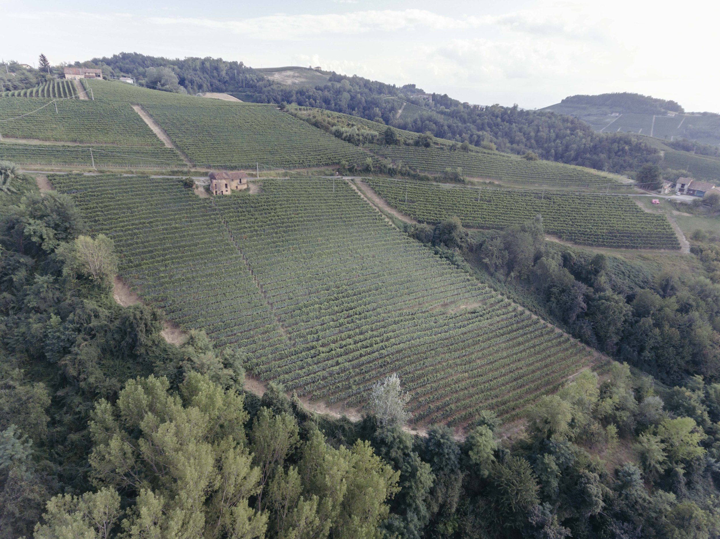 The Gramolere cru in Monforte d'Alba, from which the Langhe Nebbiolo is sourced