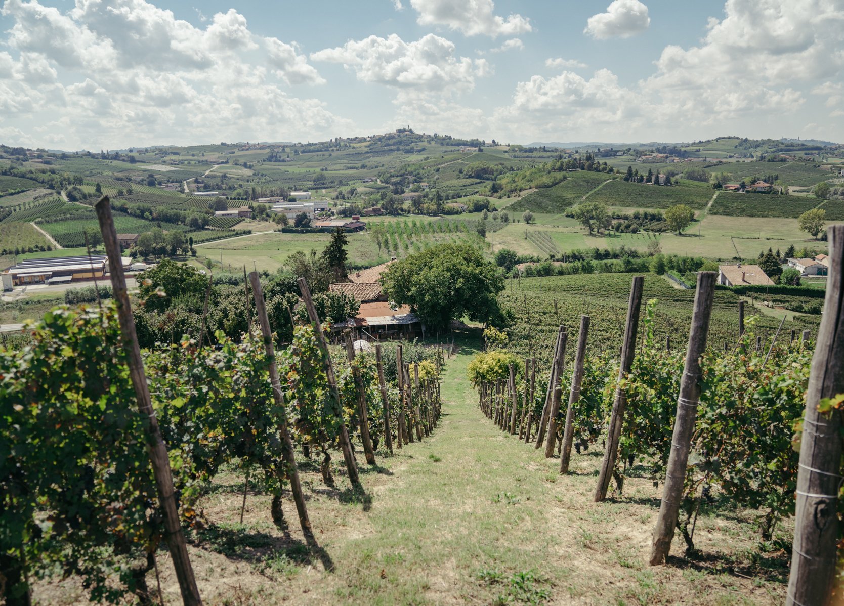 Castello di Perno's Nizza vineyard