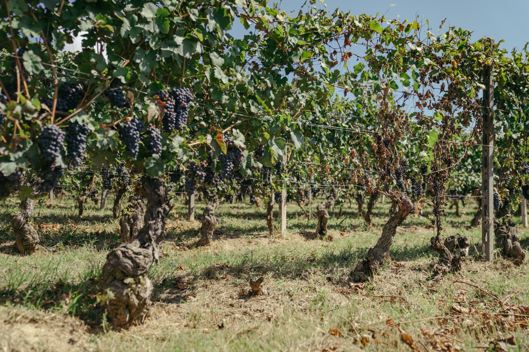 80 year old Barbera vines in the Nizza vineyard