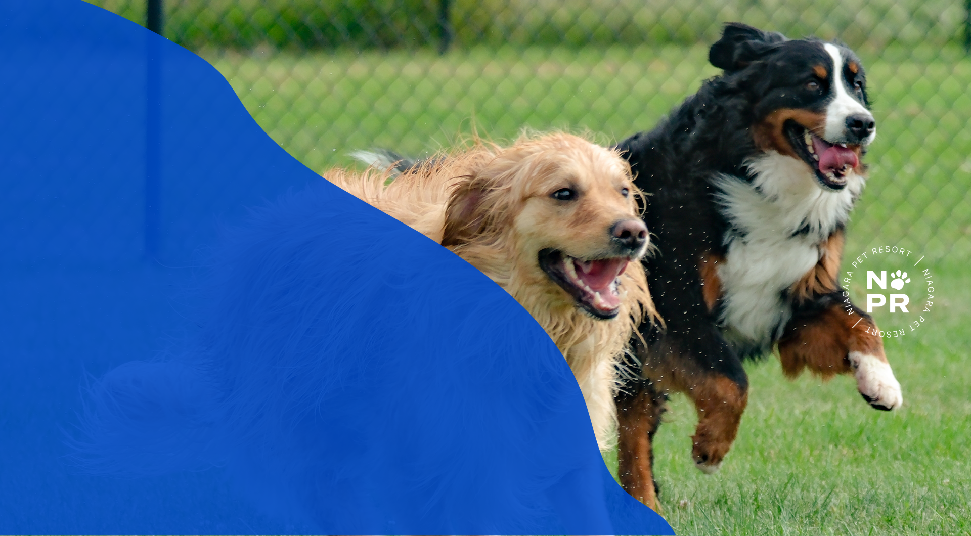 Two dogs, a golden retriever and a bernese mountain dog, running in a grassy area with a chain-link fence in the background, both appearing happy and playful.