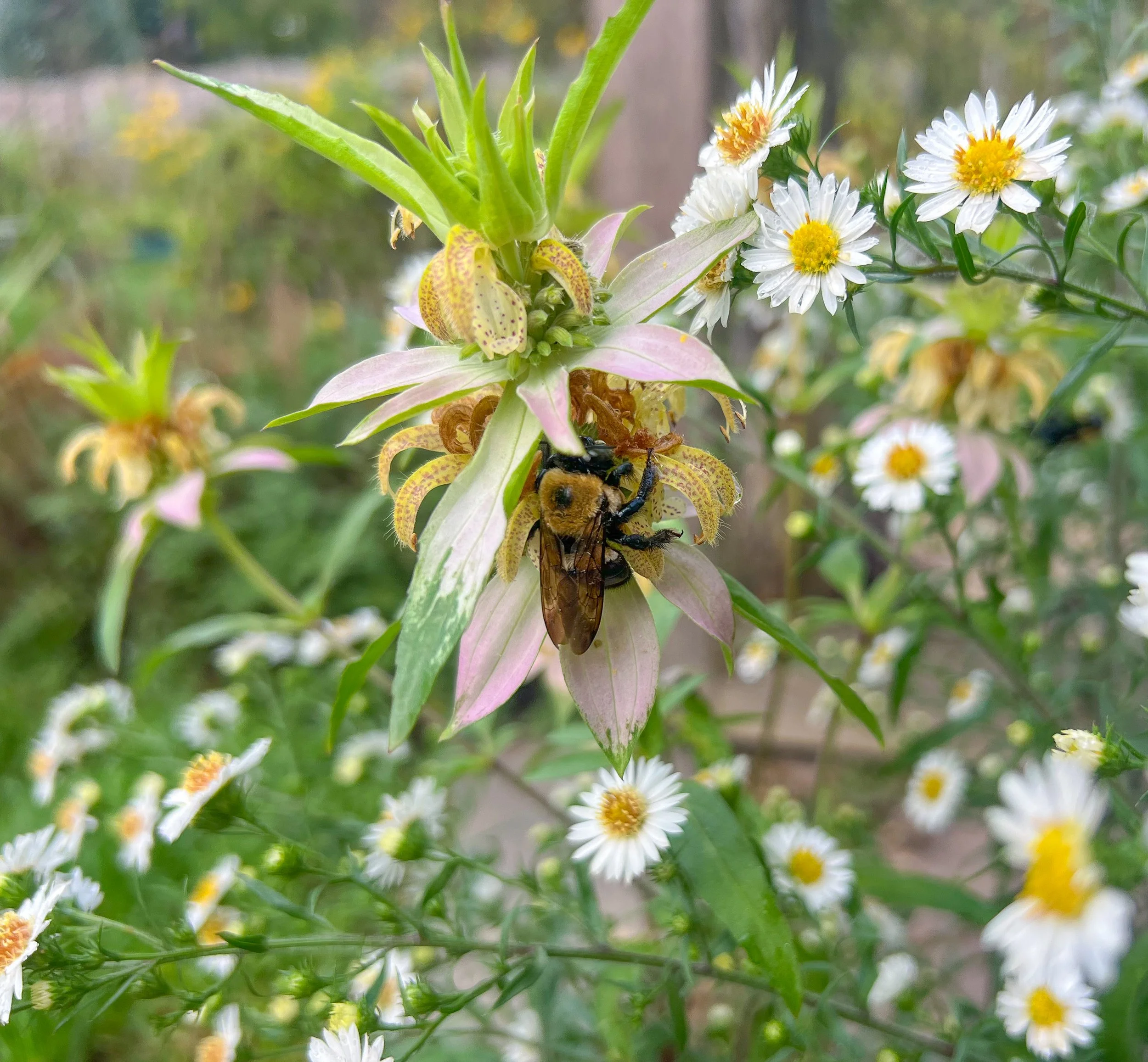 Small bee rests on native wildflower
