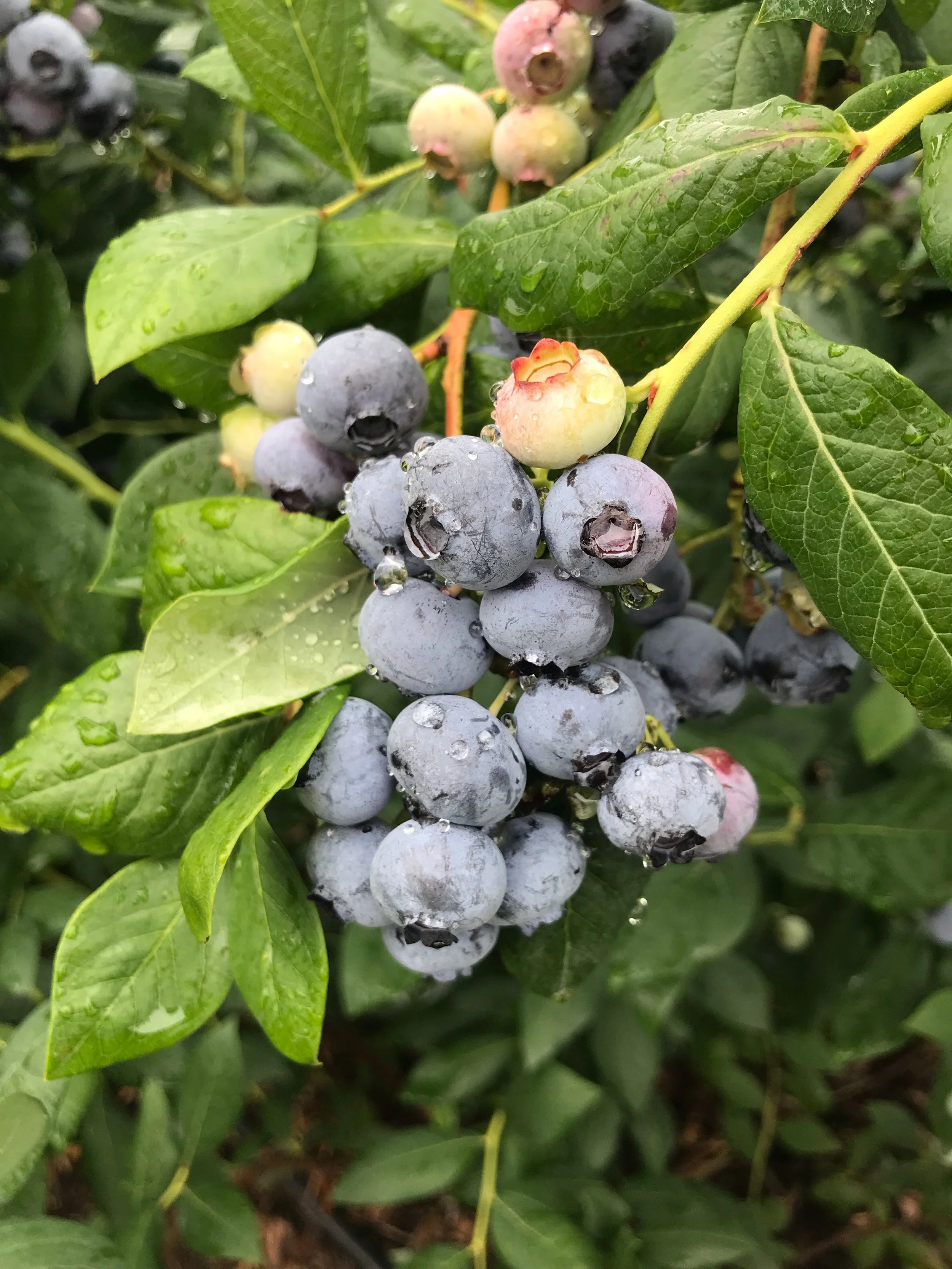 Edible landscaping wild blueberry in native garden