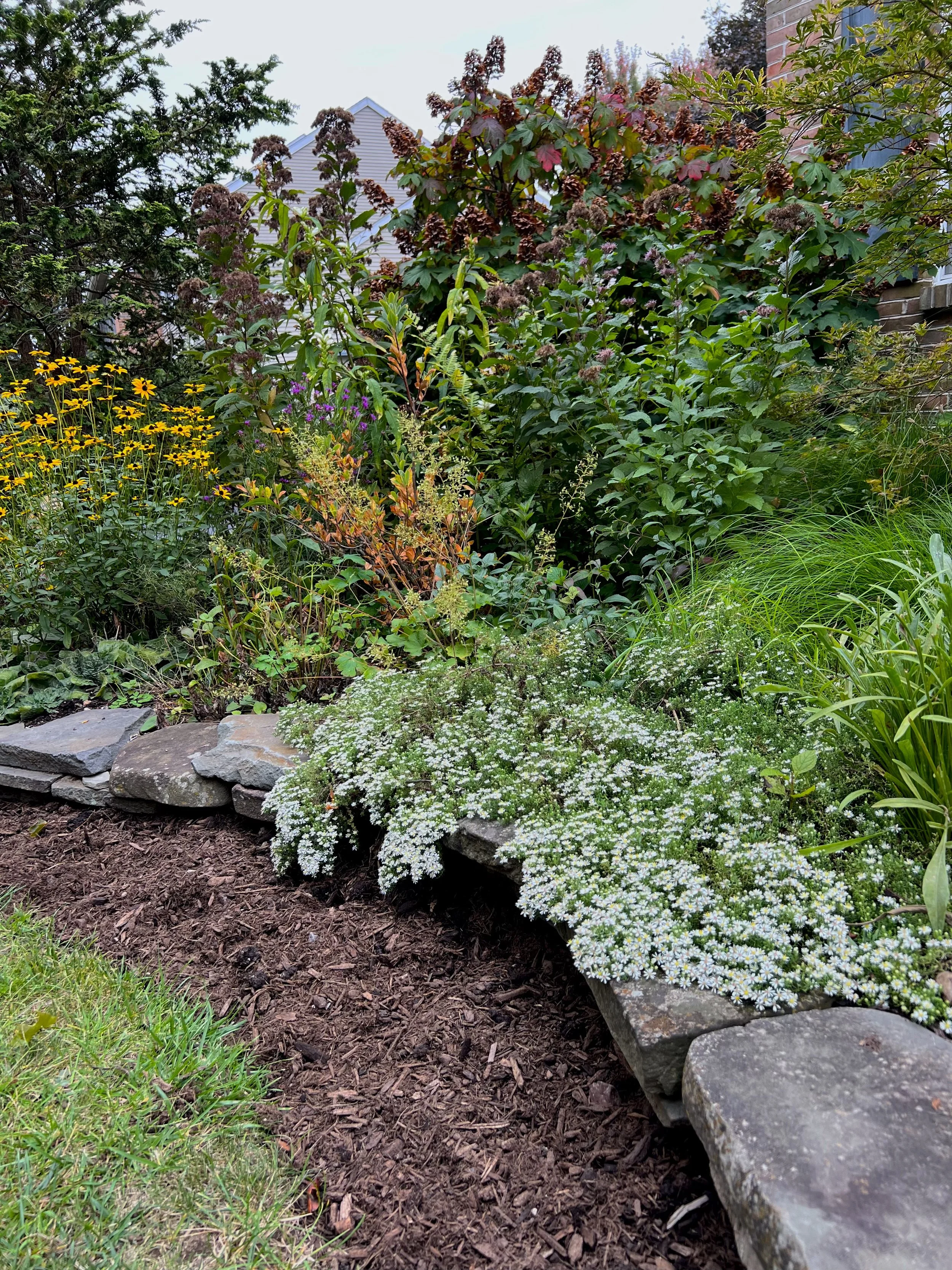 Native wildflowers multi seasonal blooms in home garden design