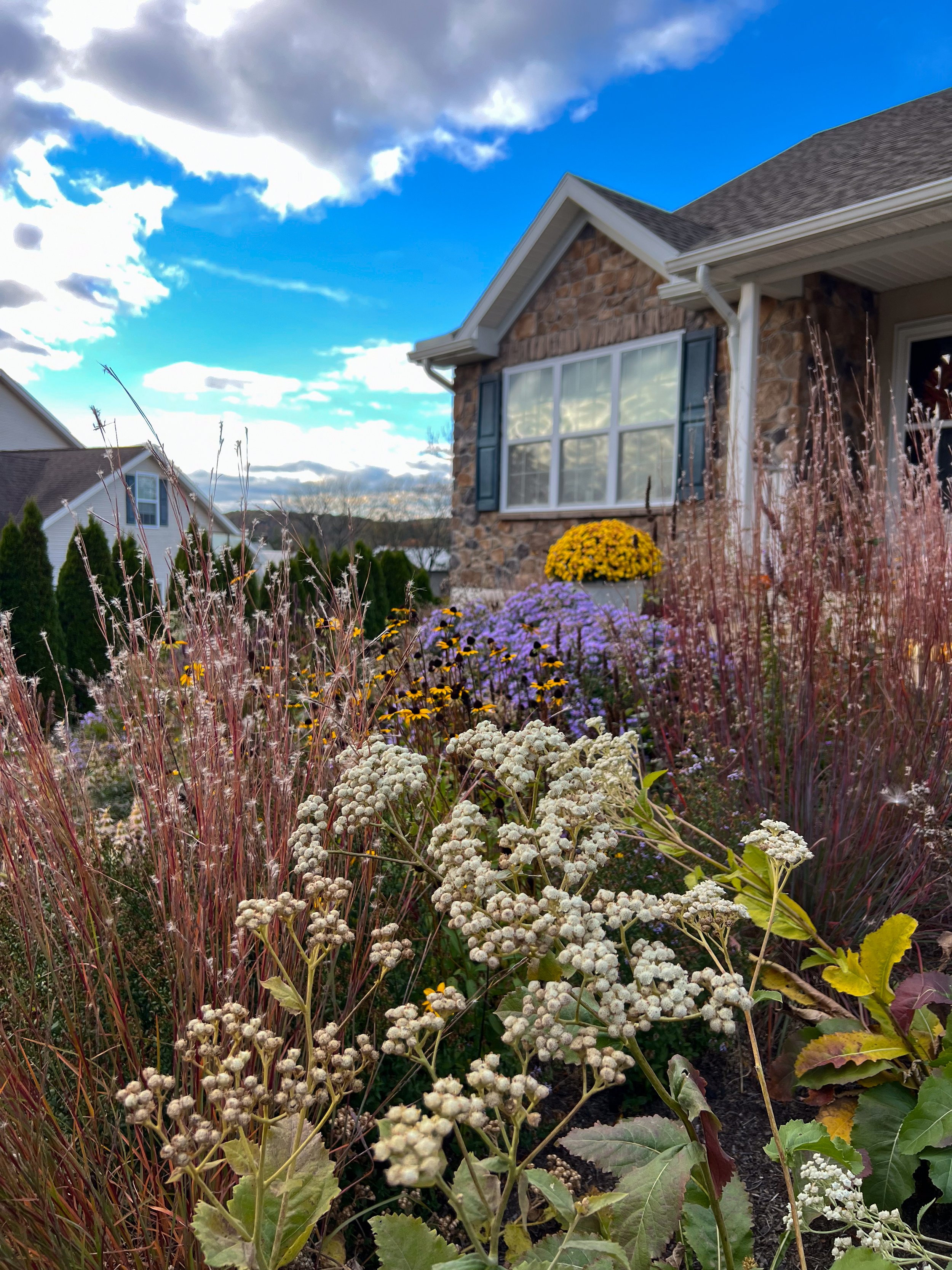 Native wildflowers and grasses to replace lawn