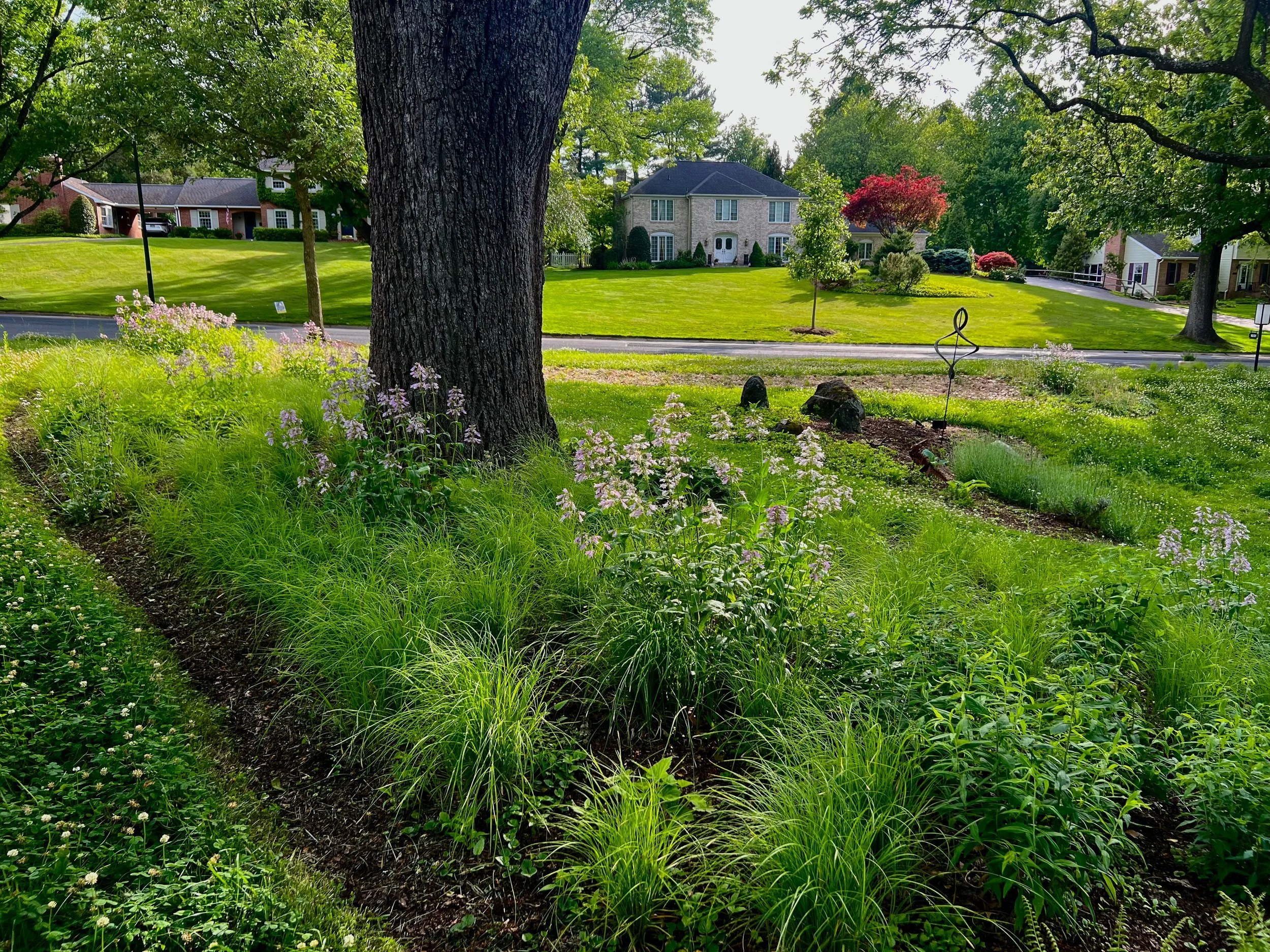 A suburban neighborhood with a native shade garden and mature trees, of native flowering plants and sedges in the foreground.