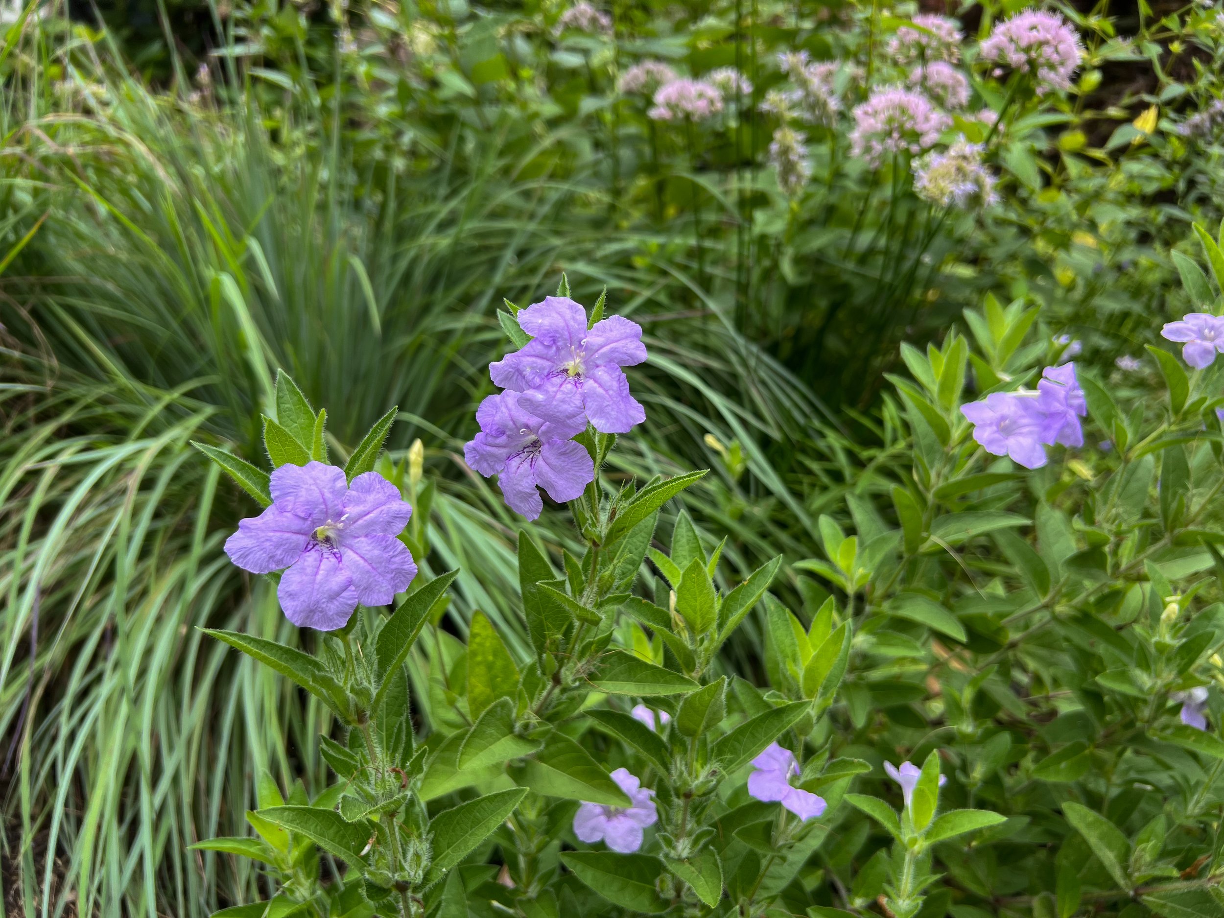 Purple Native wildflower in front of native grasses landscape design