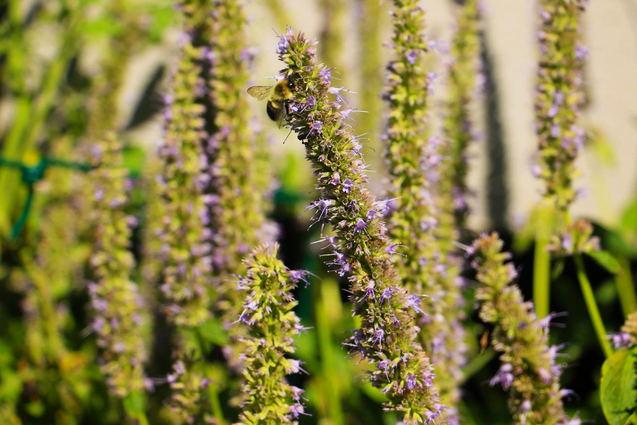 Native plant with bee from a native garden design
