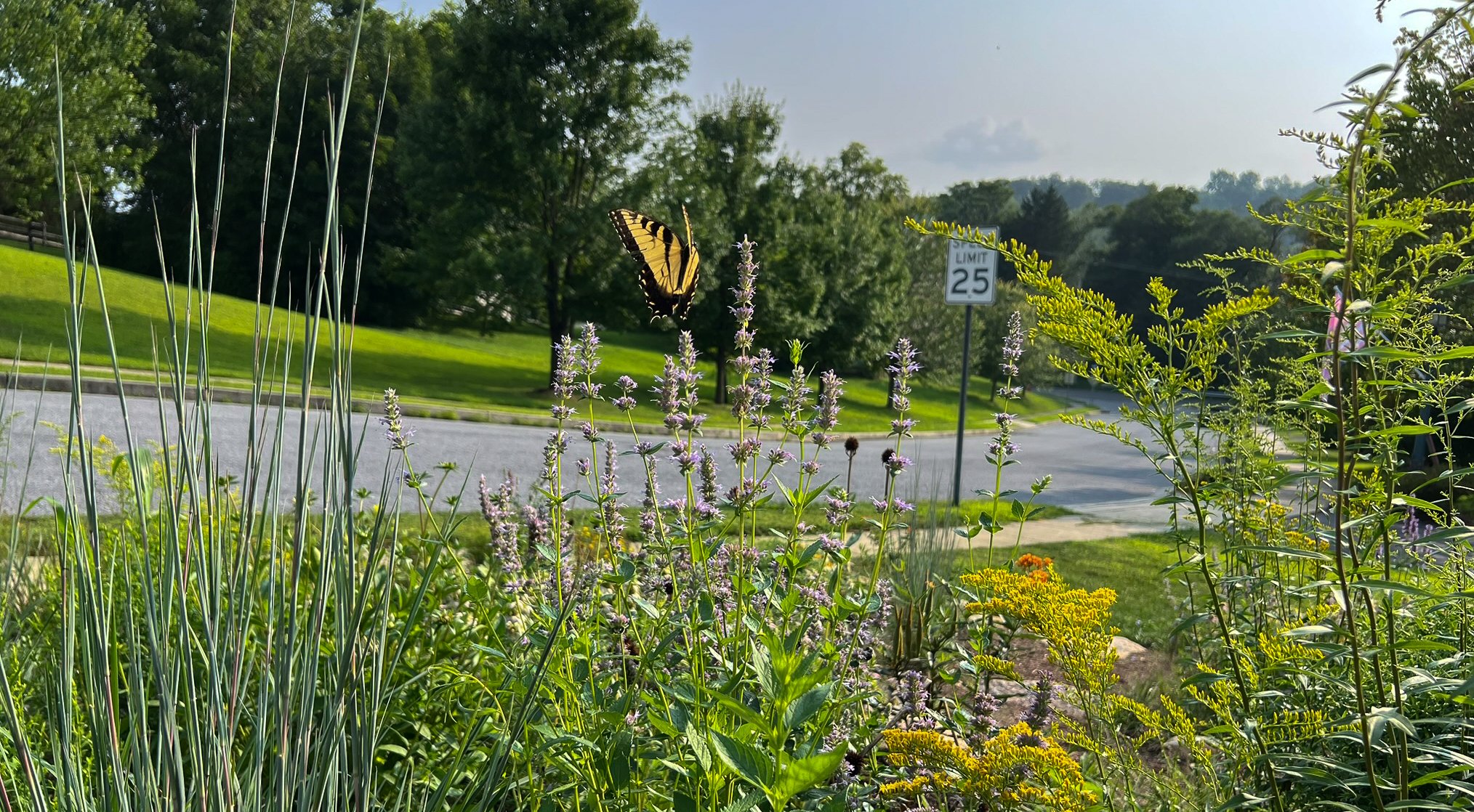 Swallowtail visits a native, suburban, front yard meadow
