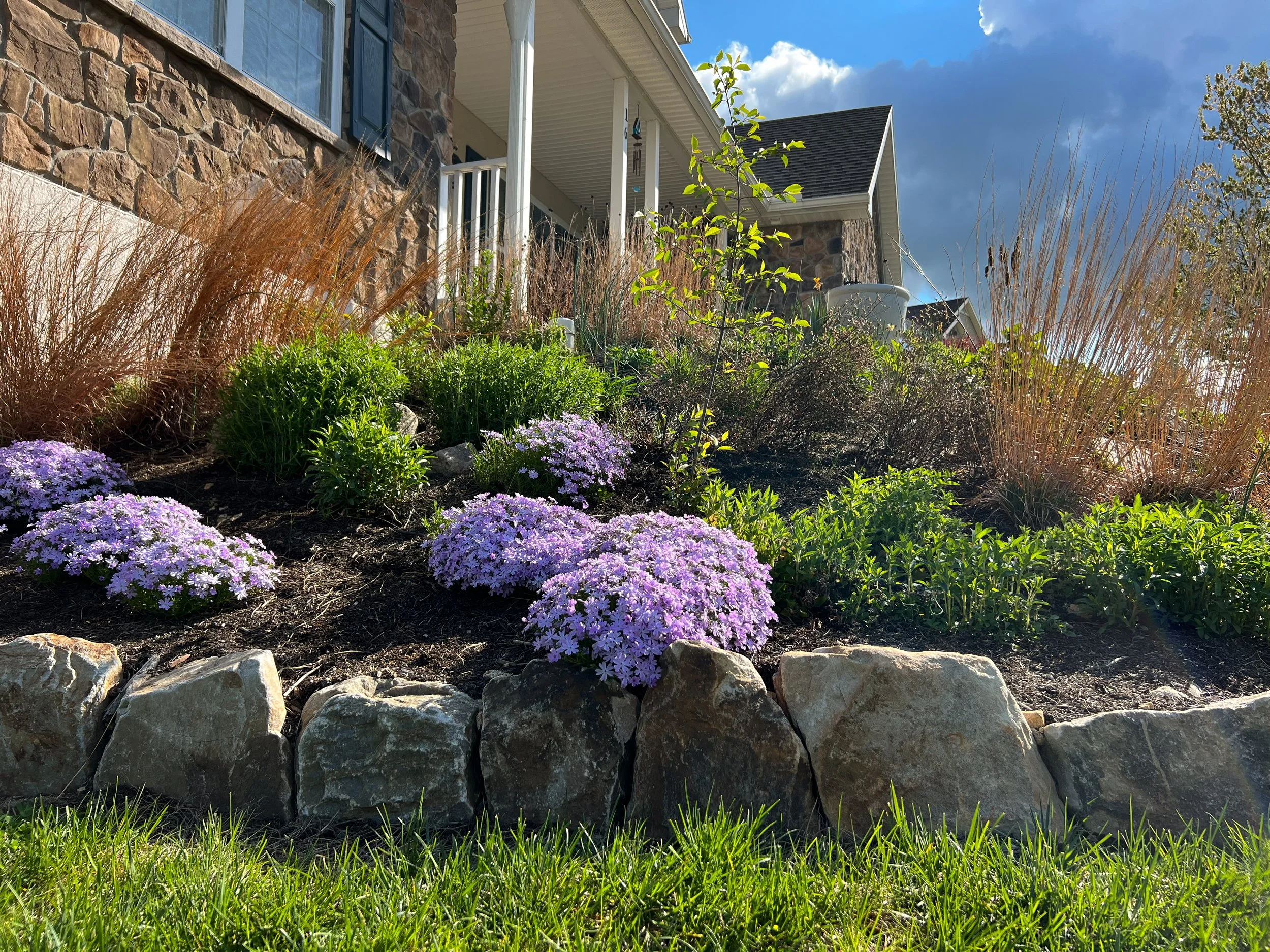 A in the spring garden with purple native phlox, wildflowers, and small ornamental grasses in front of a house with stone and siding exterior. Small Boulder natural border edge for the flower bed. 