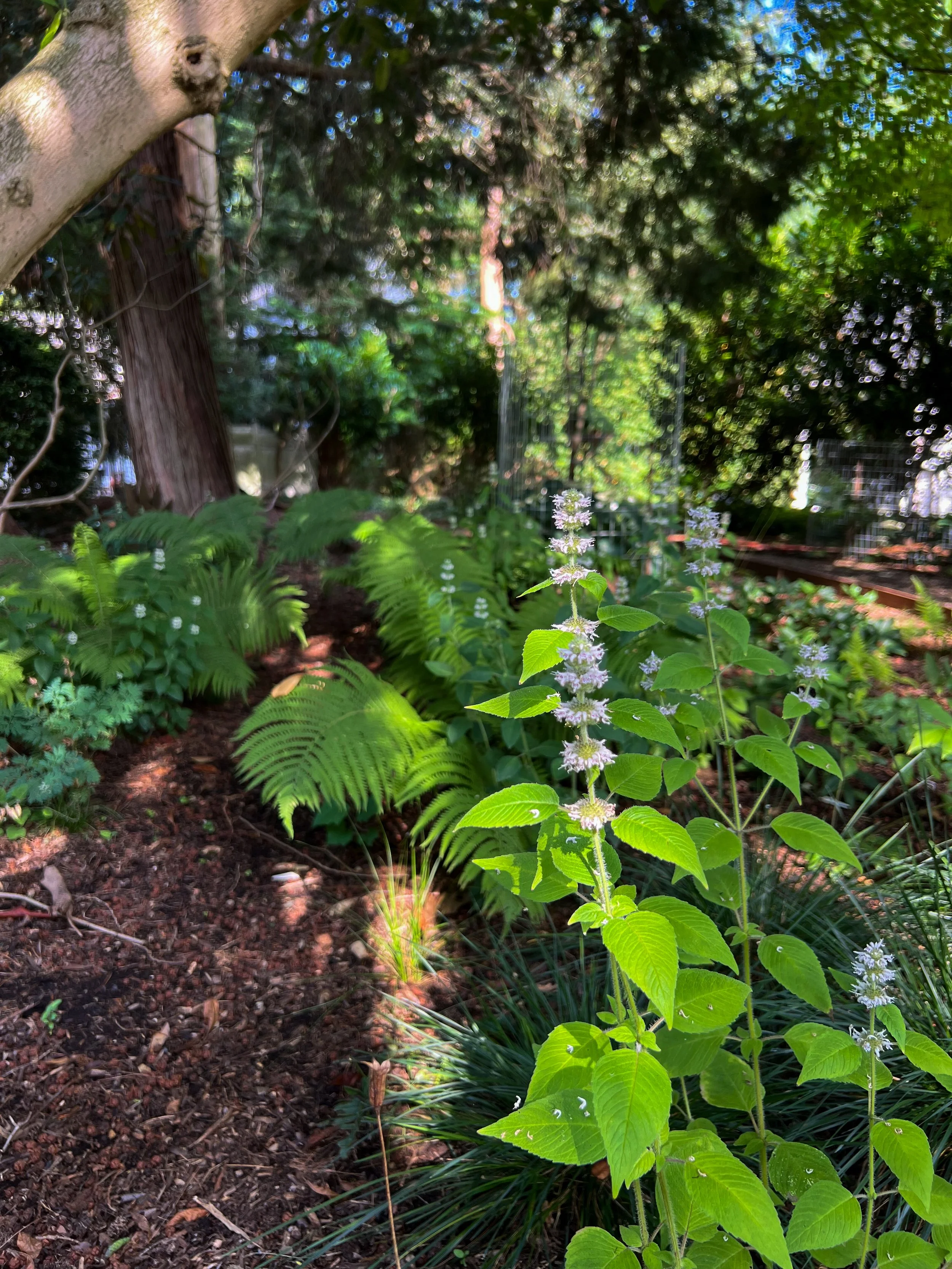 Native shade garden with wildflowers in bloom against ferns