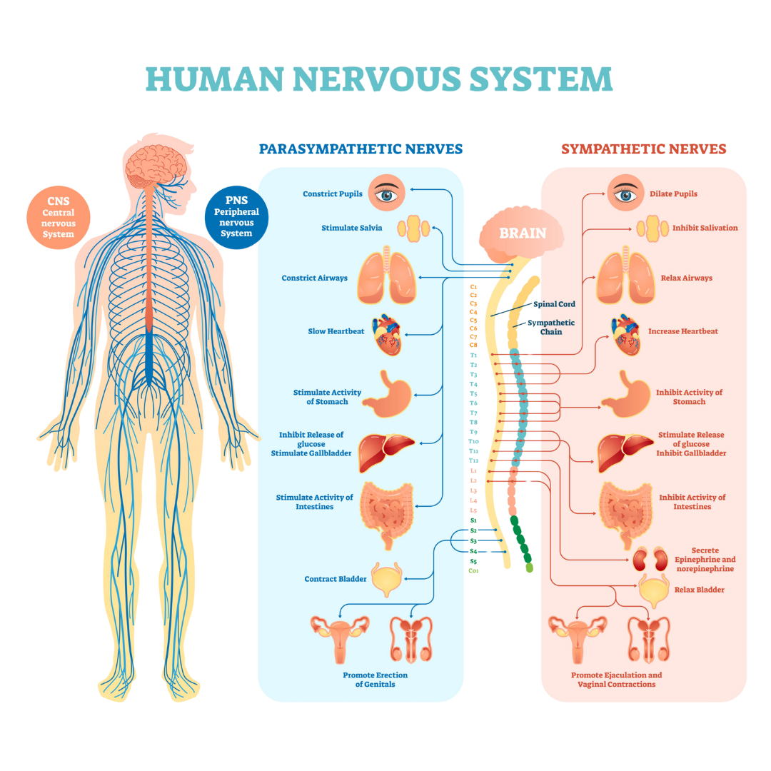Parasympathetic & Sympathetic Nerves