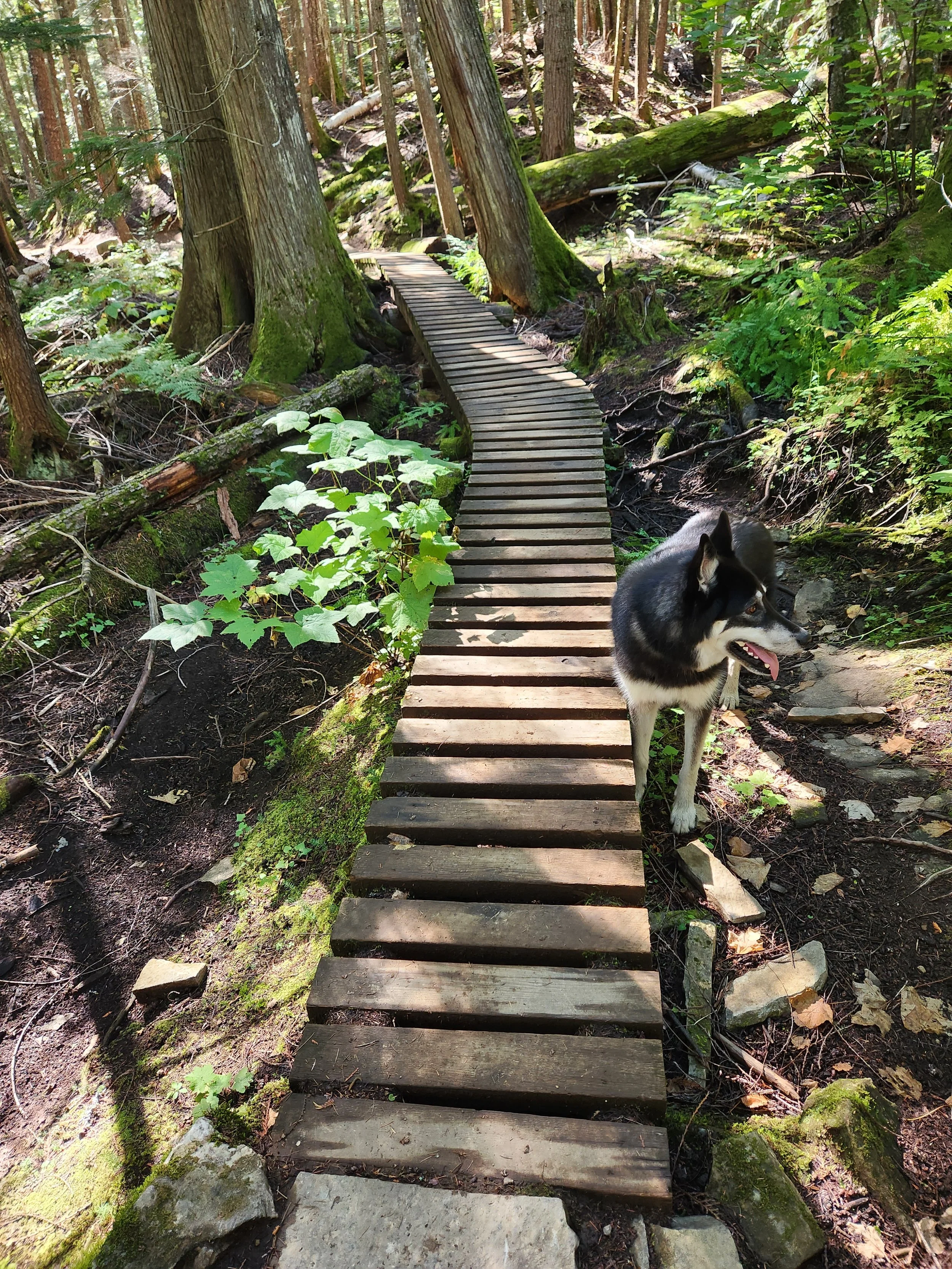 Adaptive Bridge Project