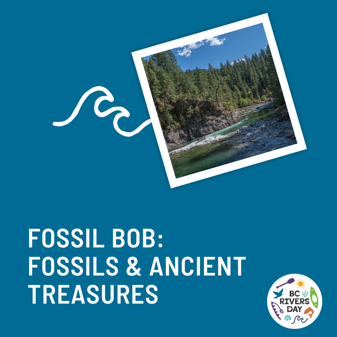 Fossil Bob: Fossils &amp; Ancient Treasures