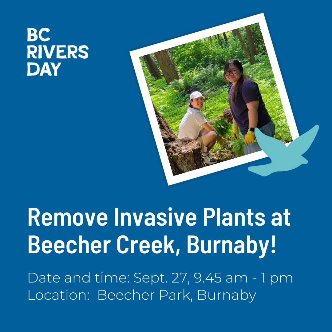 Remove Invasive Plants at Beecher Creek, Burnaby!