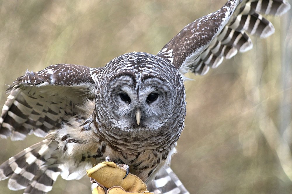 A Guide to Birdwatching in BC — Outdoor Recreation Council