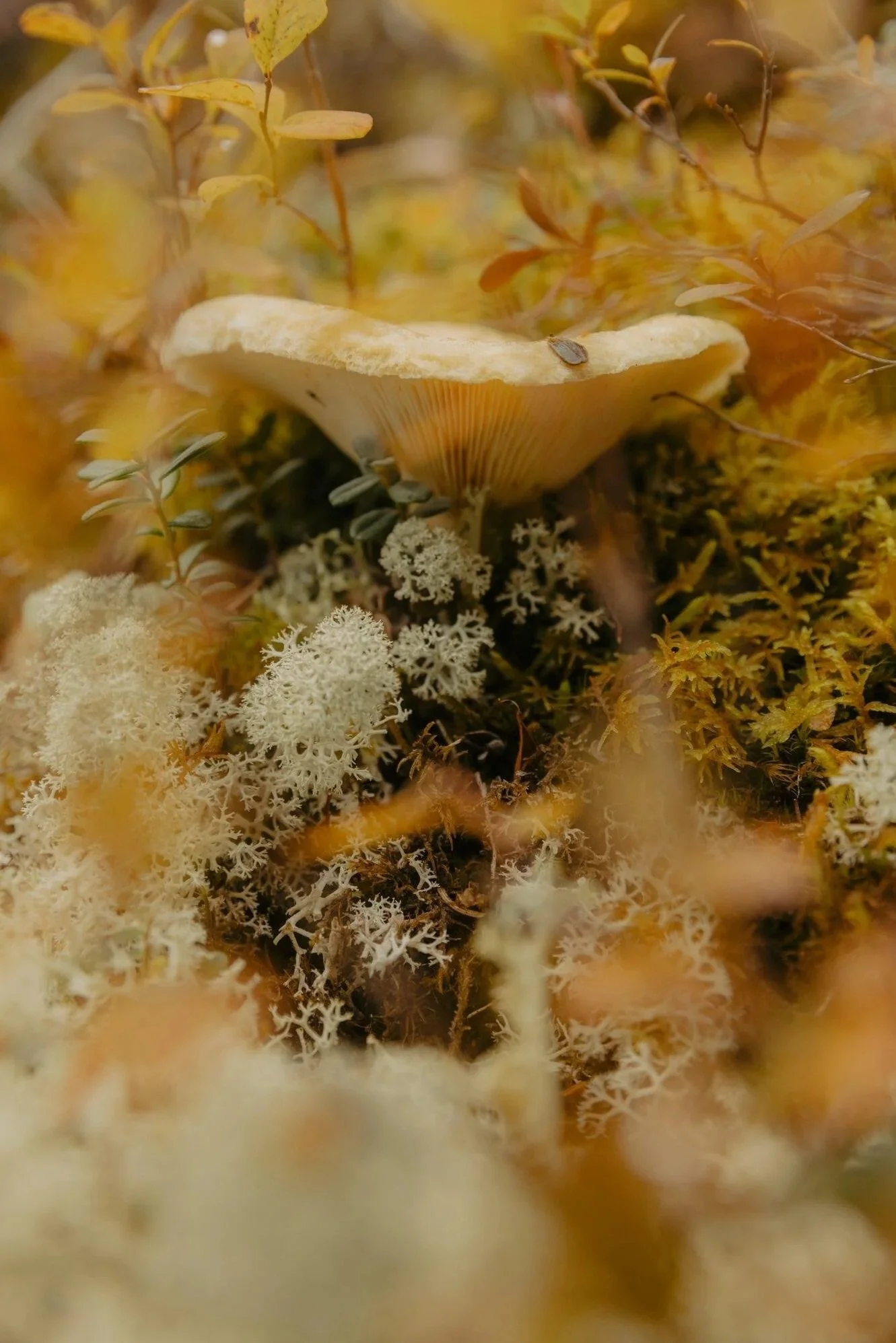 Mushroom foraging in B.C.