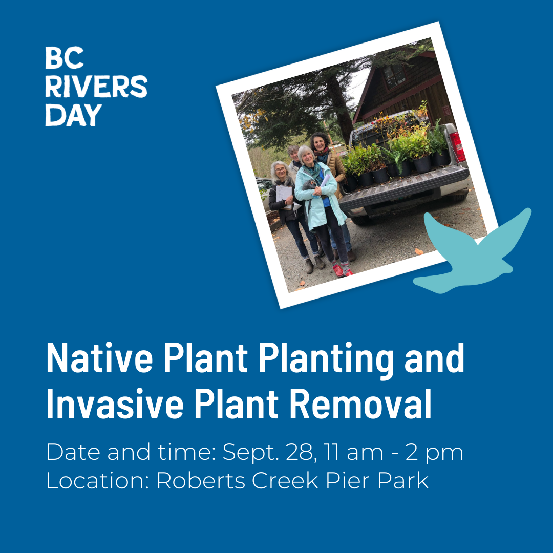 Roberts Creek Native Plant Planting and Invasive Plant Removal