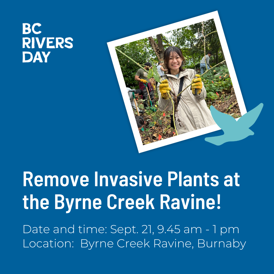 Remove Invasive Plants at the Byrne Creek Ravine, Burnaby!