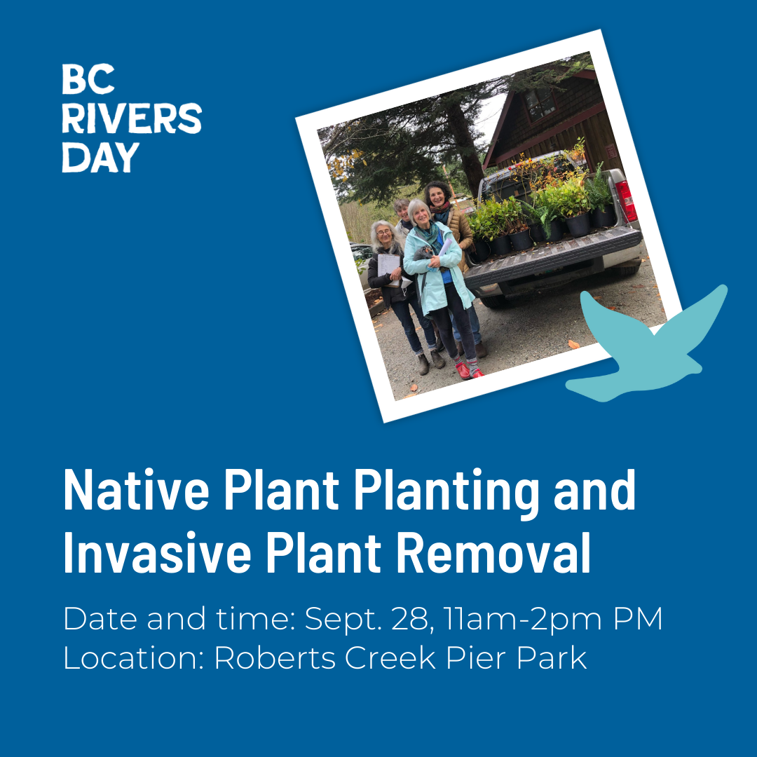 Roberts Creek Native Plant Planting and Invasive Plant Removal