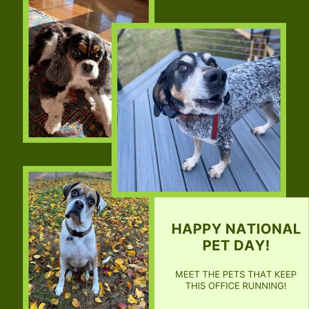 Happy National Pet Day! 🐱🐶

Today, we're celebrating all the...unique pets that support the Colley Architects crew! ❤️

#nationalpetday #pets #petsofig