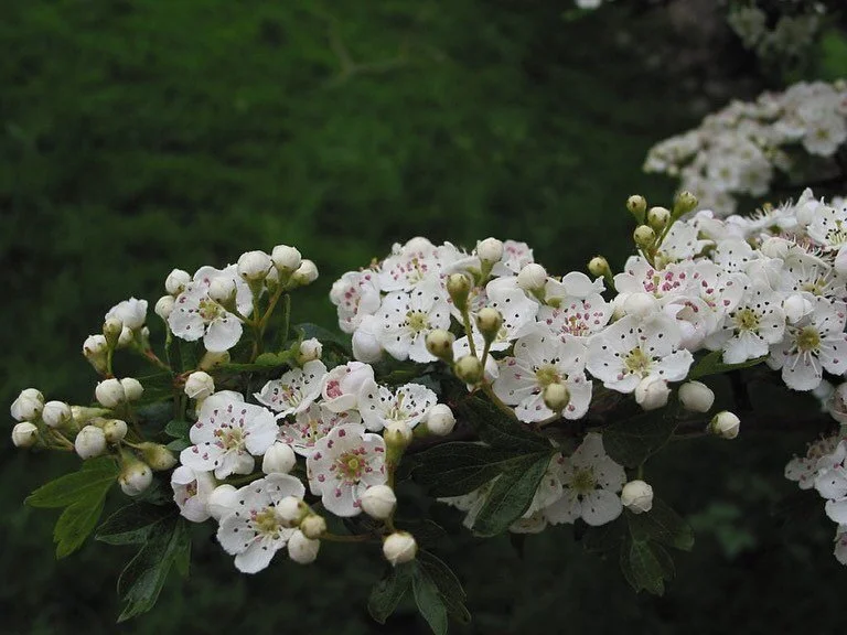 &hearts;️ herbs 22% off in celebration of February and our upcoming Aphrodisiacs class (2/10)
Sign up and shop at the link in our bio ❣️

Pictured above are beautiful hawthorn blooms and berries which are know to be cardiotonic, cardioprotective, ant