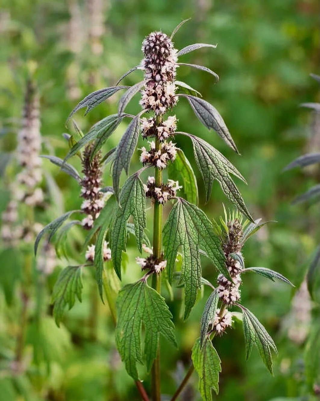 Today we celebrate Motherwort, another incredible cardiotonic 💚 
Leonurus cardiaca, is depicted from the Greek word leon (lion), ouros (tail), and cardiaca (heart), which is where we get the common name, Lion&rsquo;s Heart. 
A cooling and bitter her