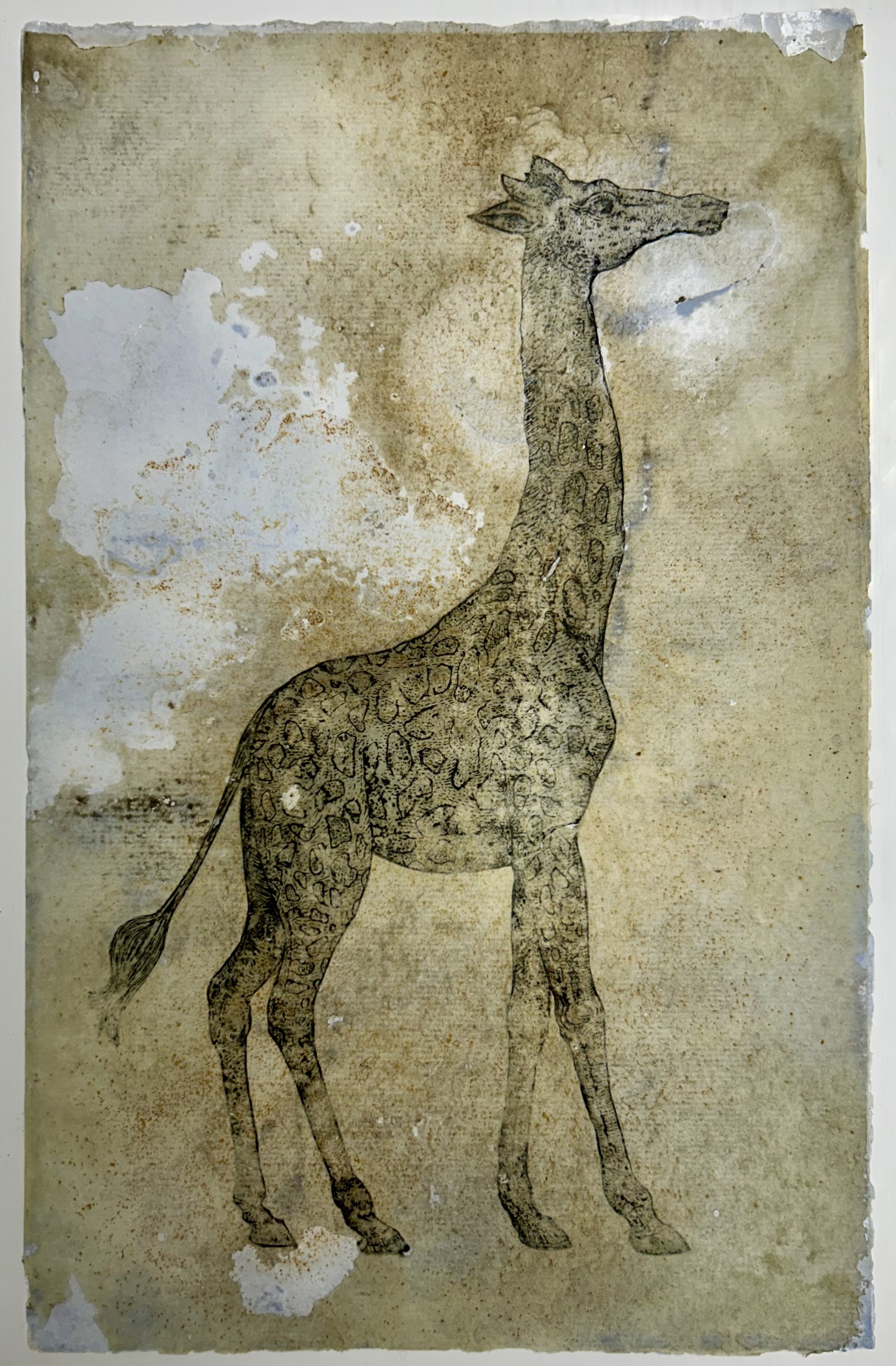 Clay Witt | Giraffe