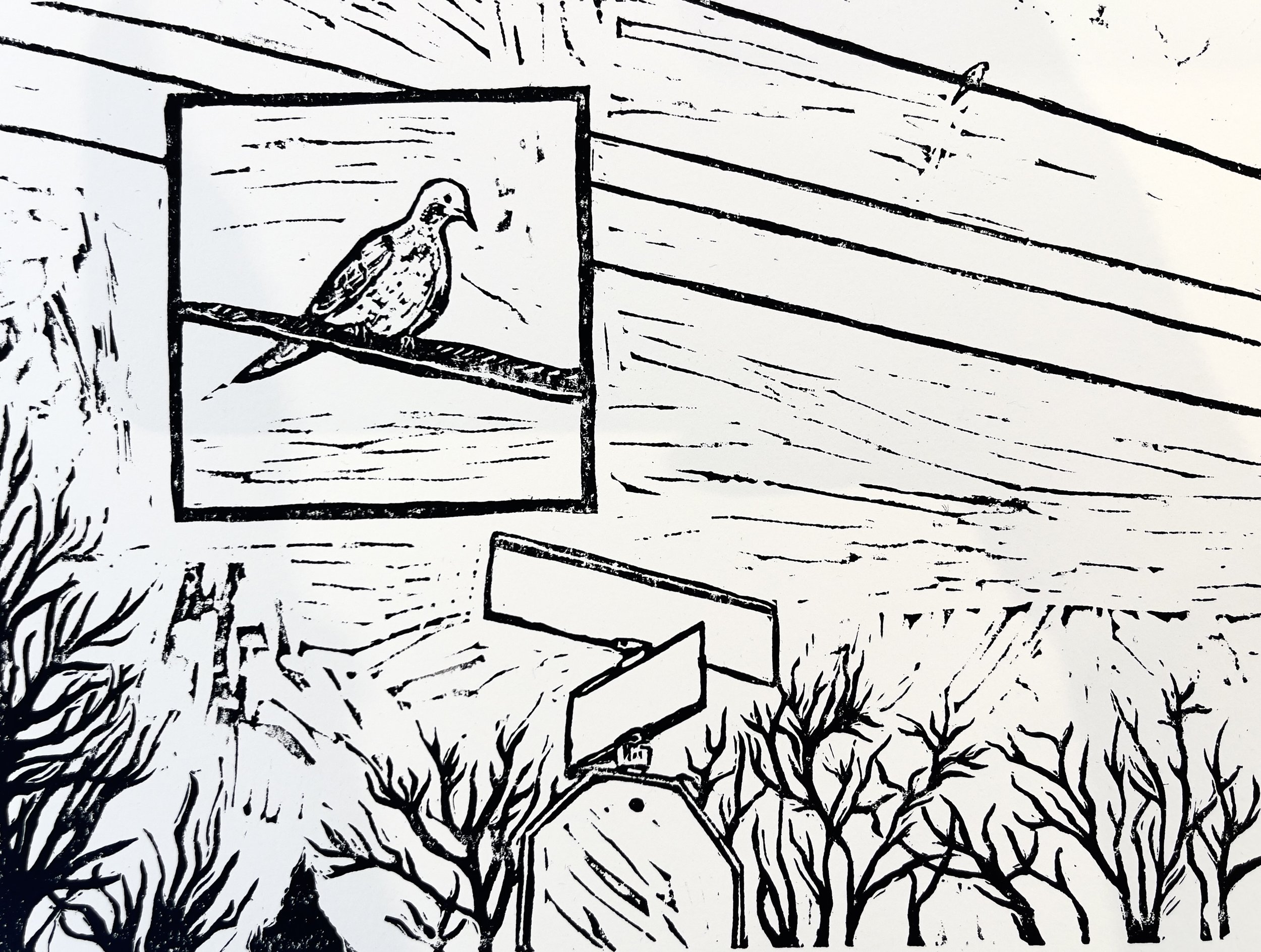 mourning dove in view - b+w.jpg