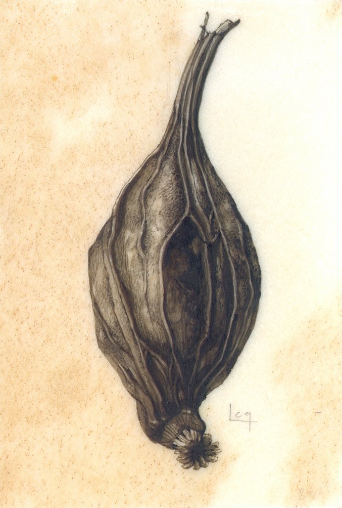 Lara Call Gastinger | Sweetshrub seed pod