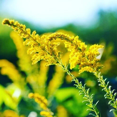 As fall approaches here in Ontario you may have noticed the abundance of goldenrod (also known as solidago) that has popped up all over the region. 

This medicinal plant is often brushed off as a weed, a nuisance people need to tend to in their yard
