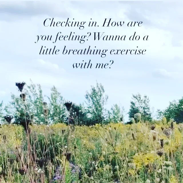 Checking in.

May this be a reminder to come back to you.

It&rsquo;s nice here.

Sound on for some nature buzz.

💕

#meditation #wellness