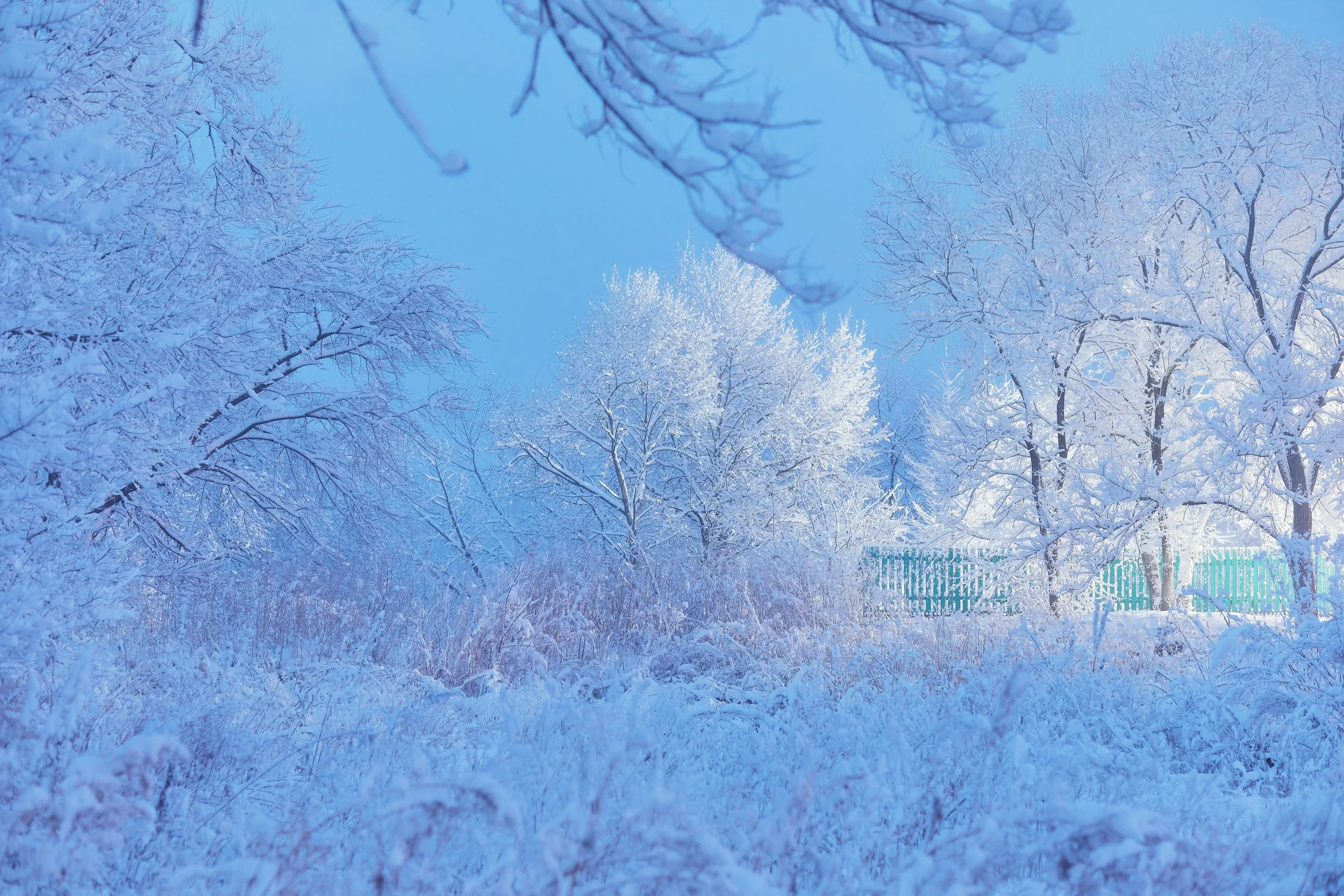Magical sunny, snowy landscape