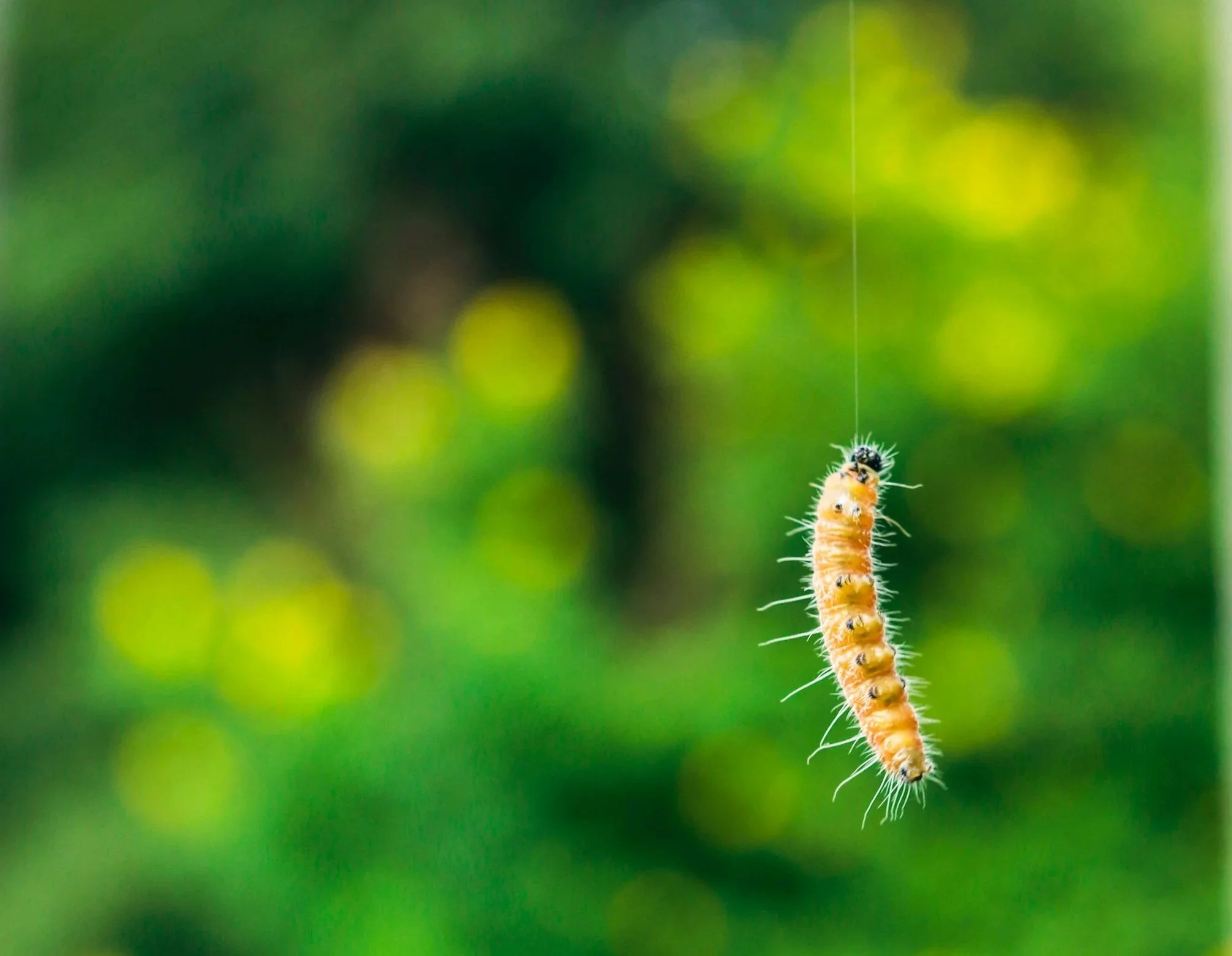 Orange caterpillar hanging by a thread as it begins to make a cocoon