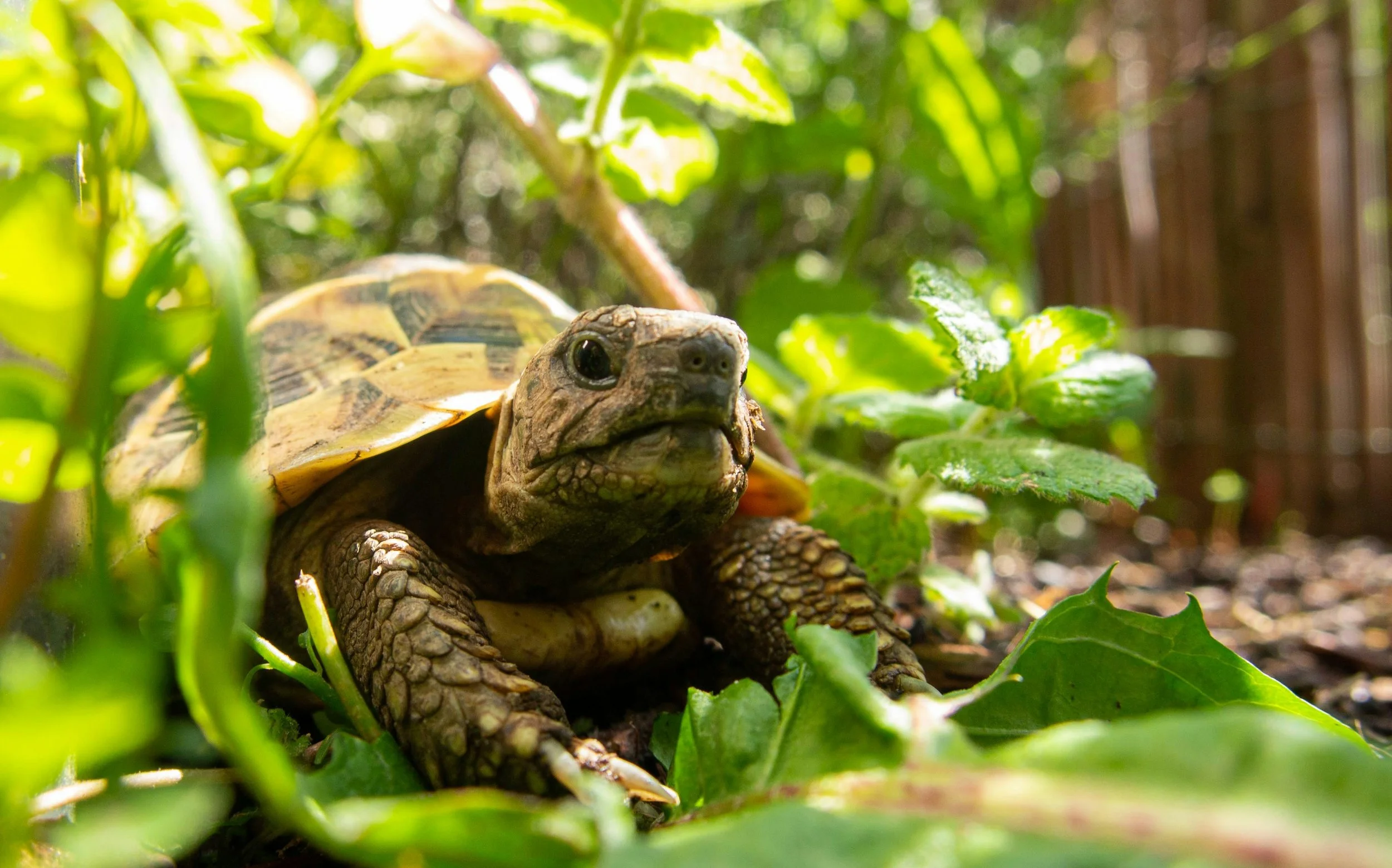 Eye-level closeup of tortoise amid plants