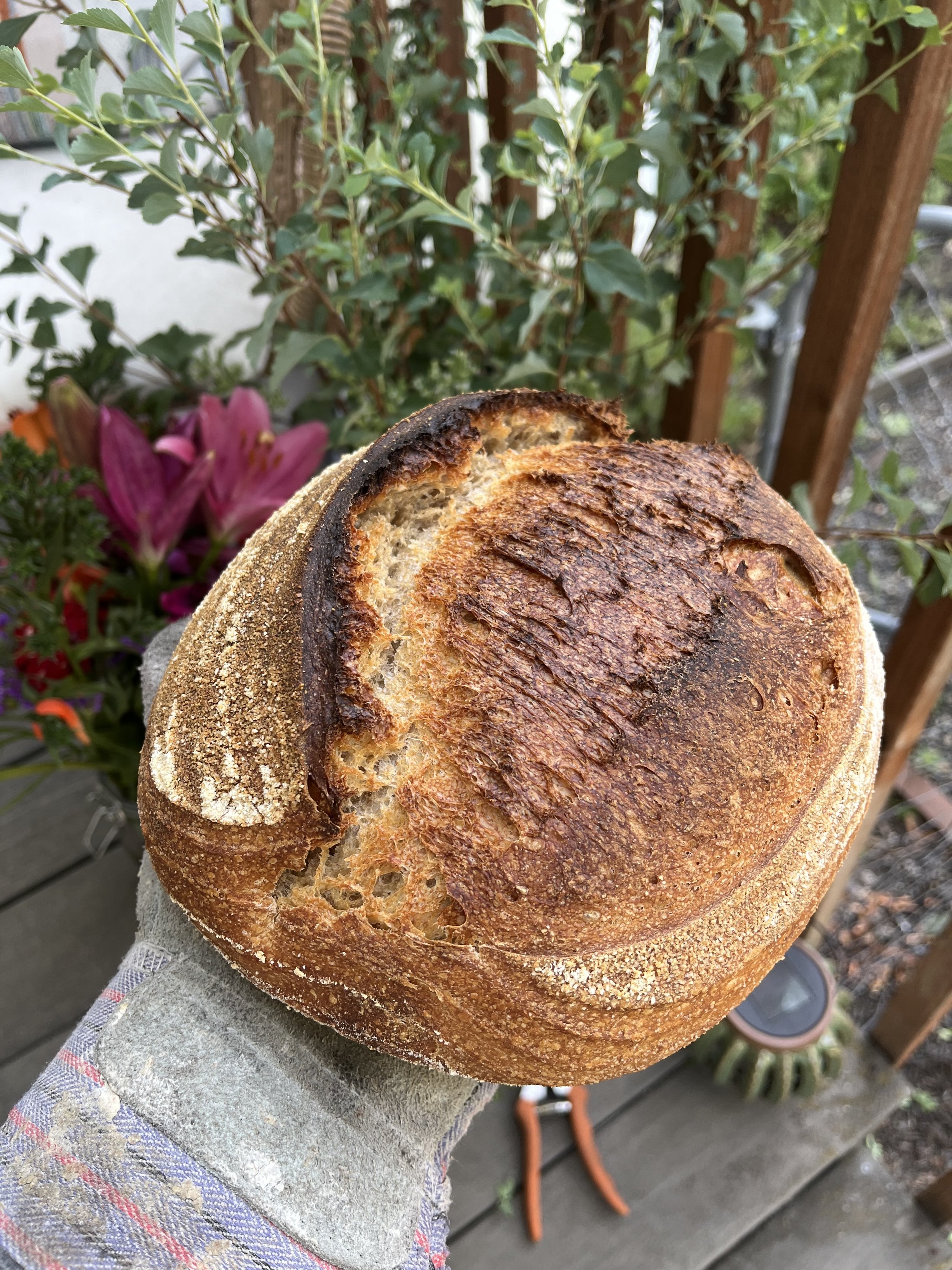 Country Sourdough