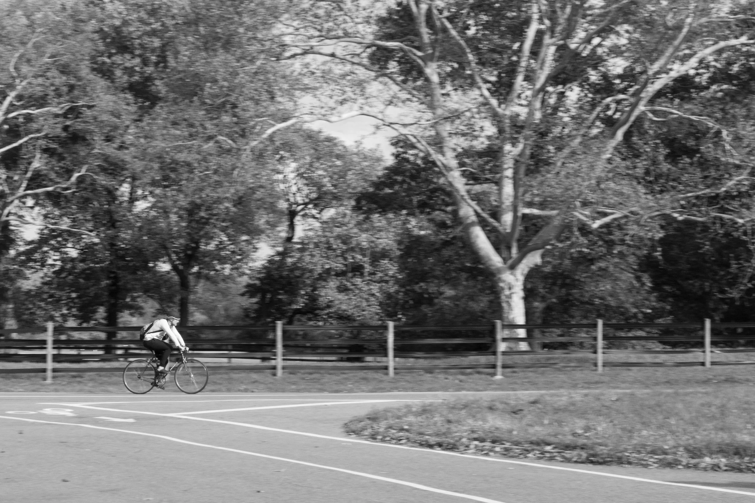 Bike .. Tree