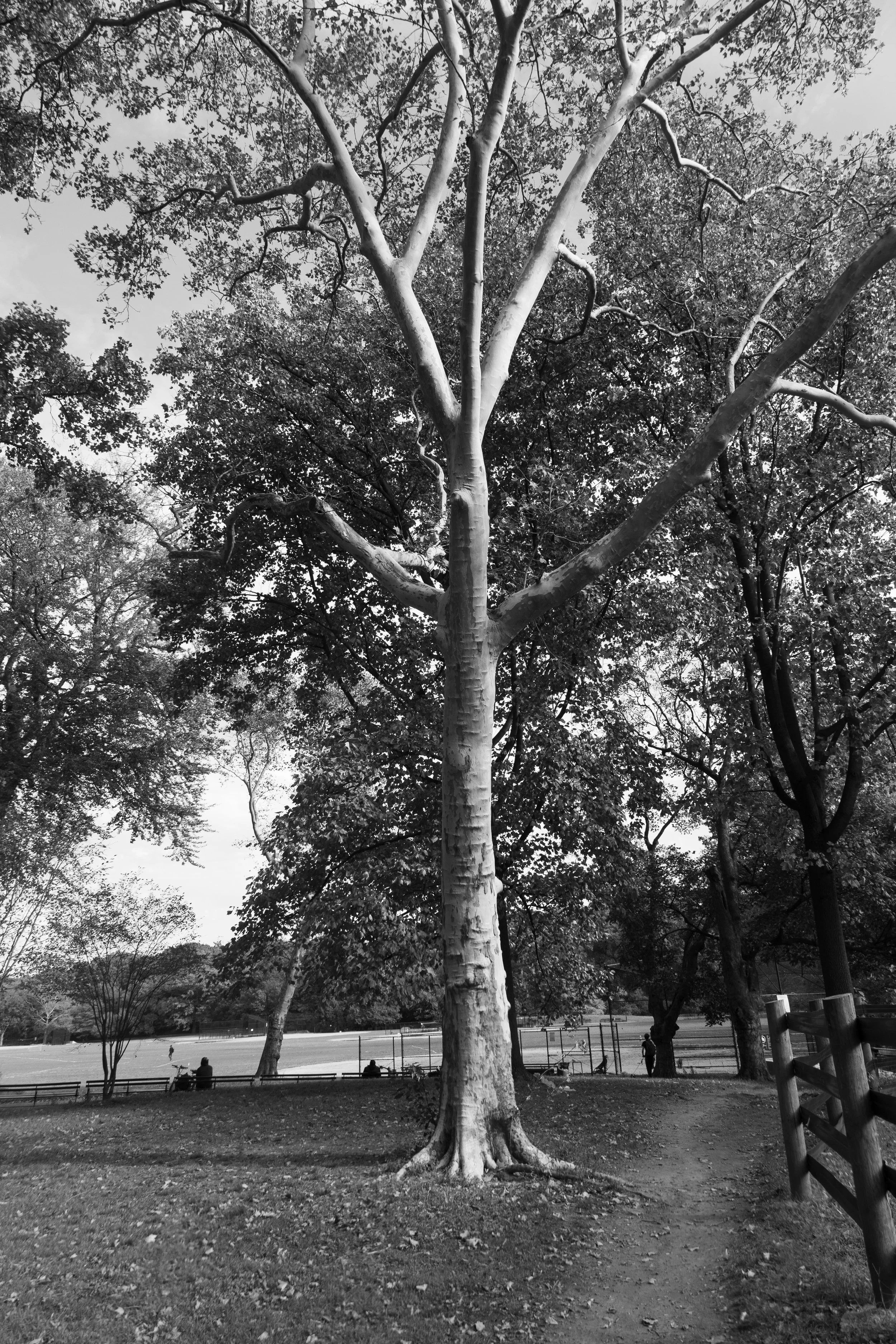 Birch