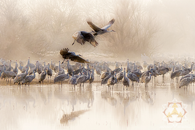 Water birds gathering at a pond on misty day