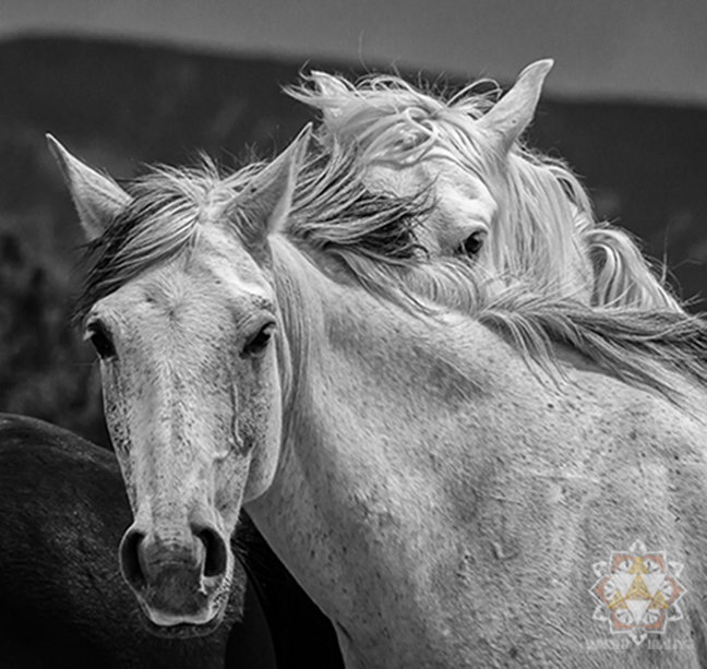 Wild feral mustang portait in black and white