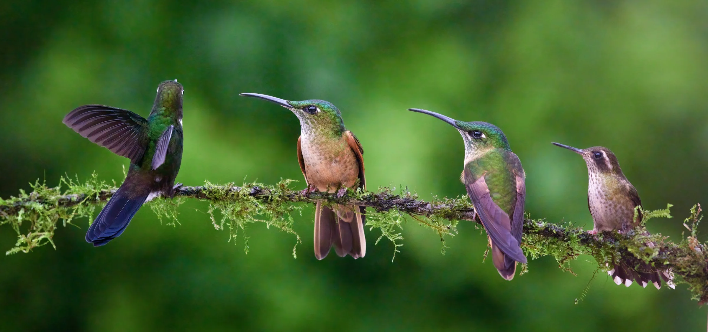 hummingbirds perched on branch