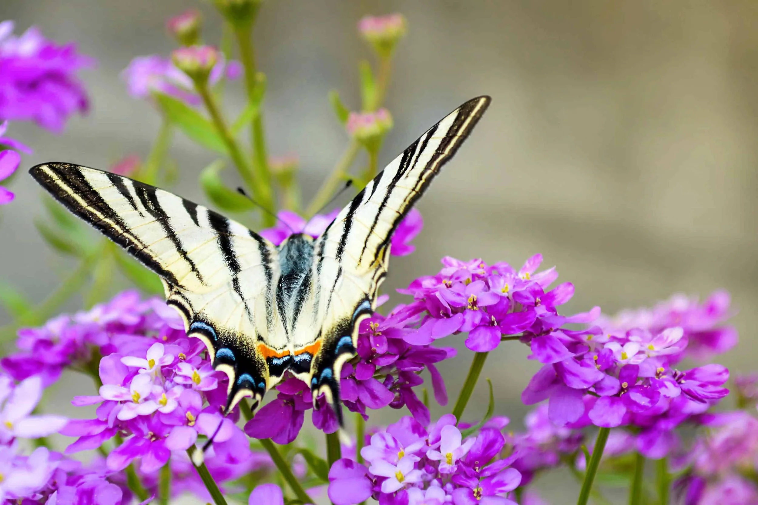 butterfly on flowers