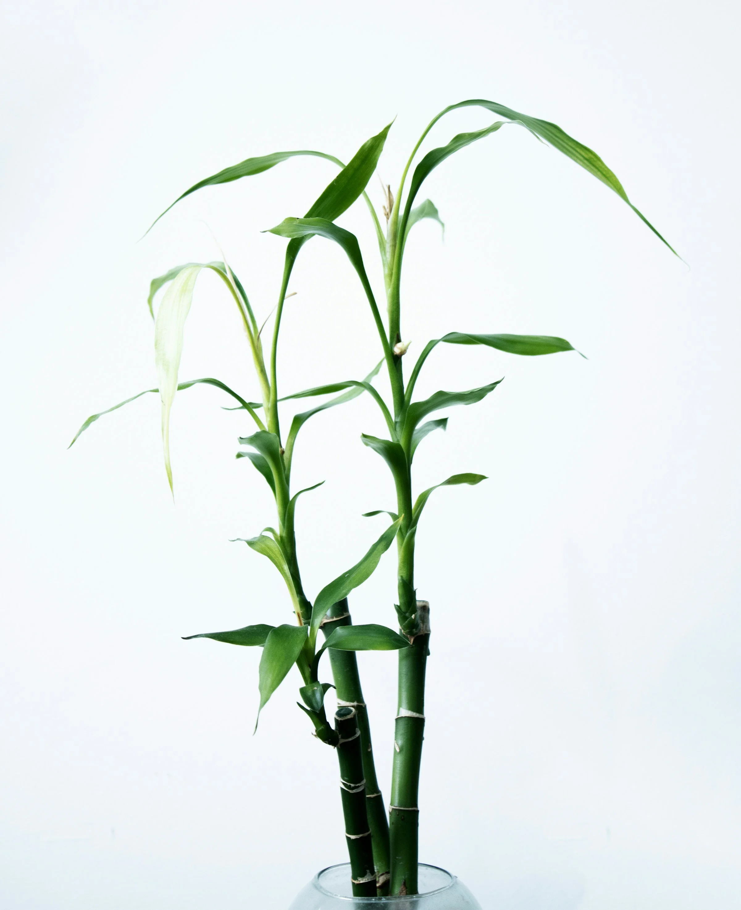 bamboo stalks in vase