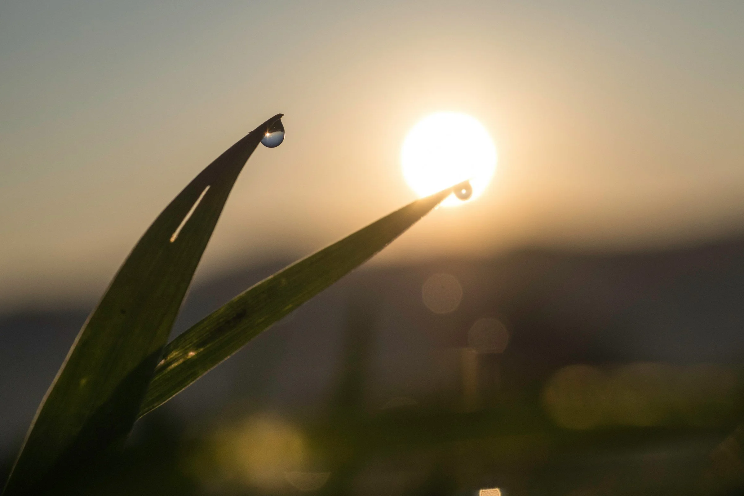 morning dew on grass leaves with sun