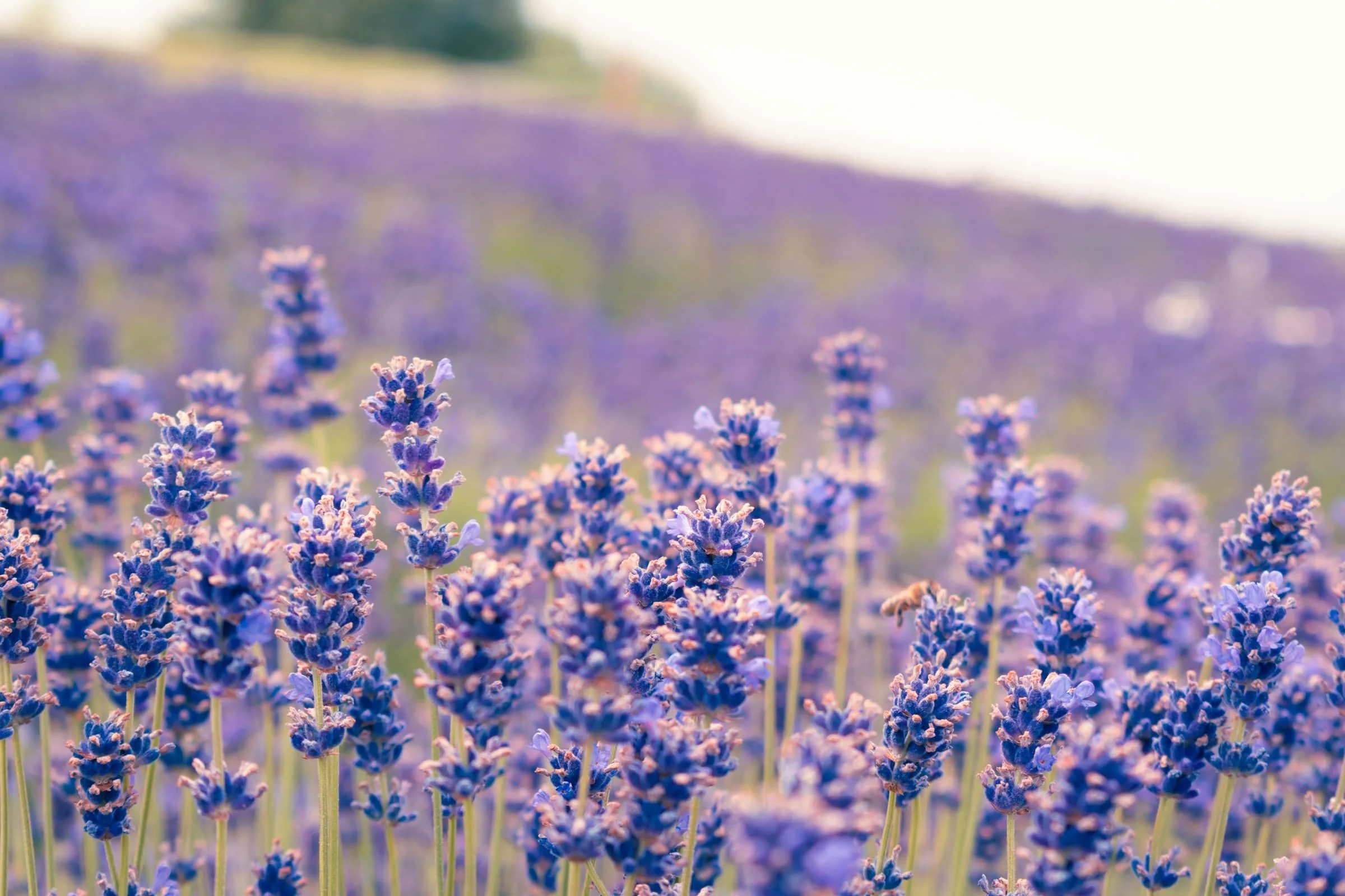 lavender field in bloom