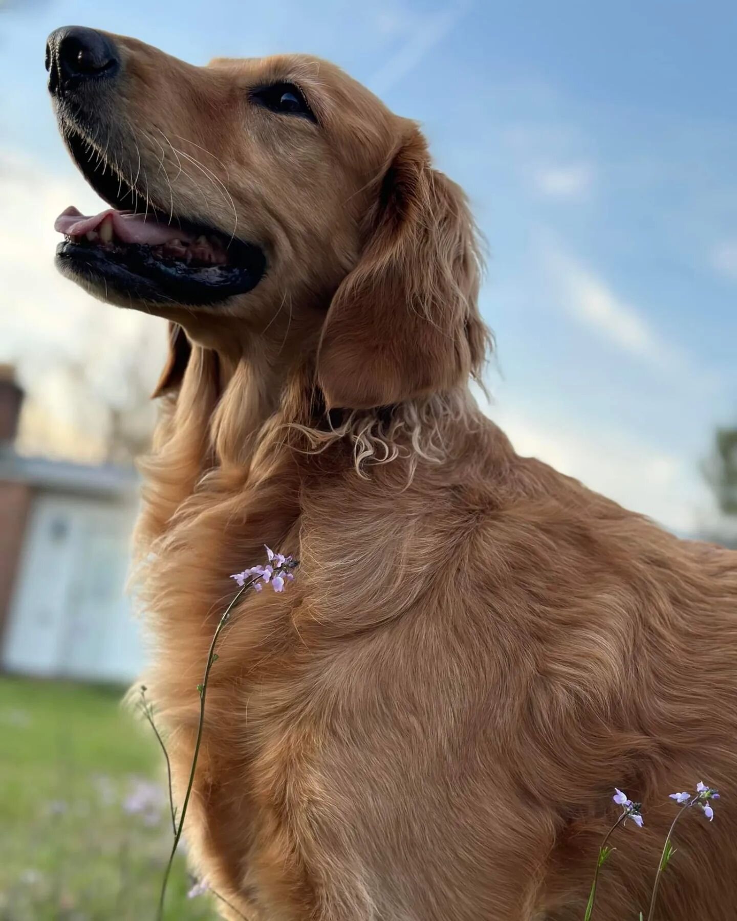 Is your dog a complete goofball &amp; and rhymes with holden hetriever, then Sunday, May 7th may be the day for you! ALL goldens receive FREE park admission 12pm-2pm

Lunch from @tex_kitchen

Dog Requirements to enter 👇👇👇
-vaccine proof showing ra