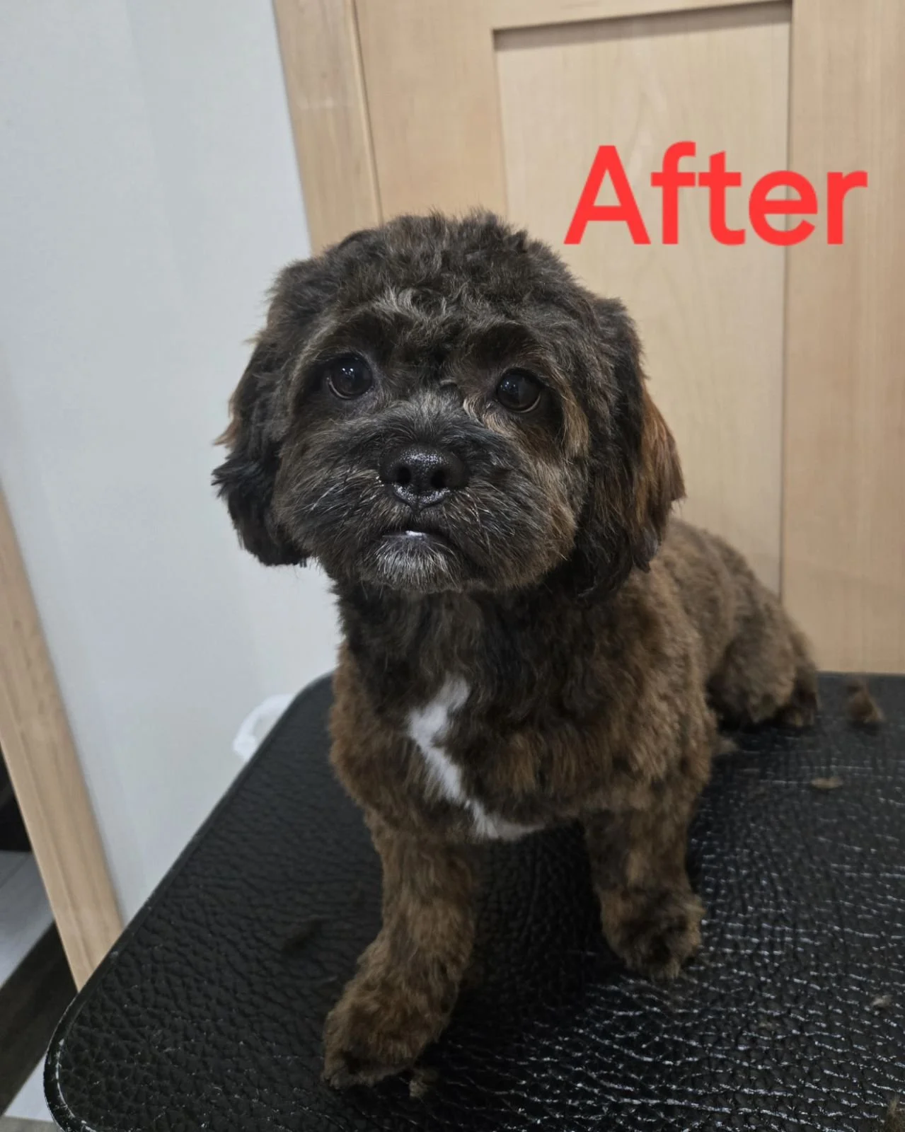 Small/Medium (< 40 lbs) Dog, In-Home Grooming