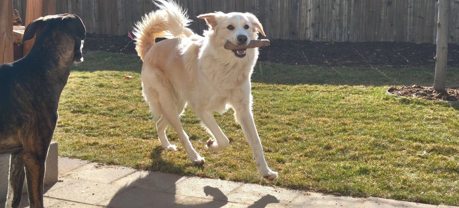 Large Dog (> 40 lbs), In-Home, Full Body Brush Out