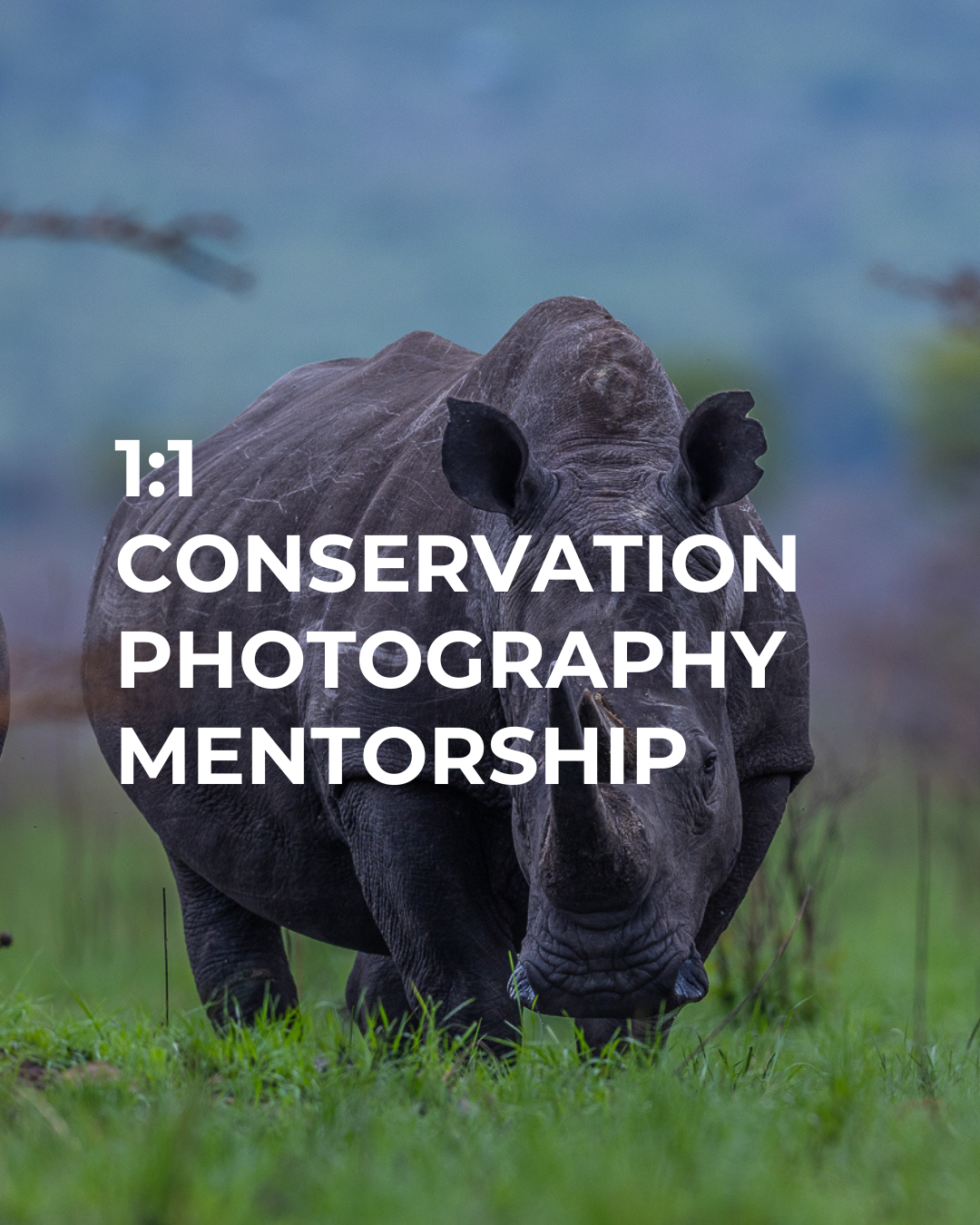 1:1 Conservation Photography Mentorship | Build a Purpose-Driven Career in Visual Conservation